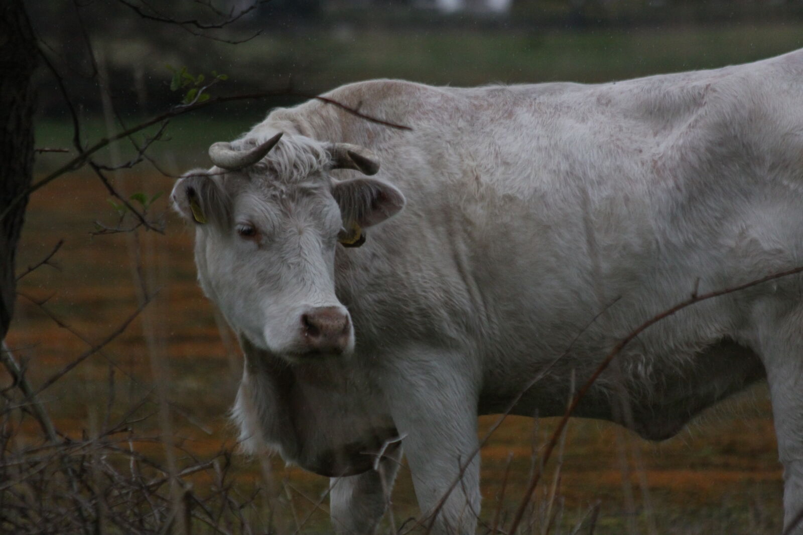 Canon EOS 50D + Canon EF 70-300mm F4-5.6 IS USM sample photo. Animal, animal, farming, cow photography