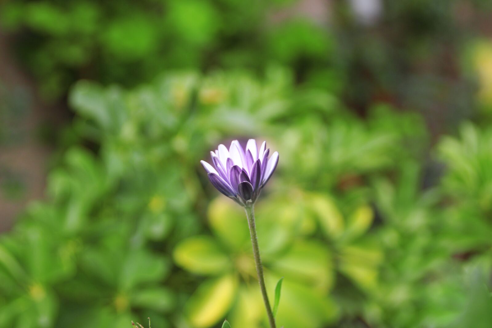 Canon EOS 600D (Rebel EOS T3i / EOS Kiss X5) sample photo. Flower, plant, green photography