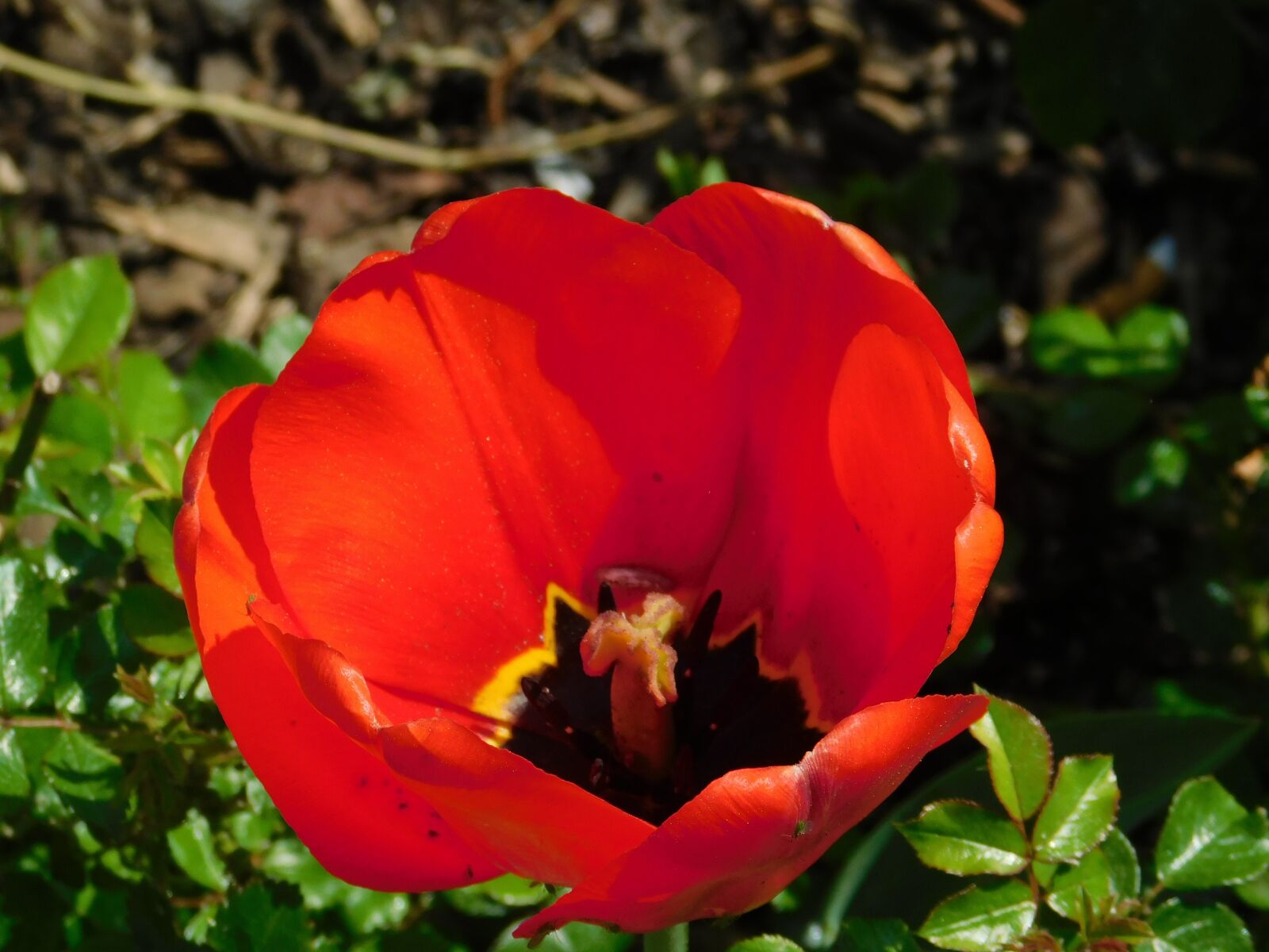 Nikon Coolpix B500 sample photo. Flower, tulip, blossom photography