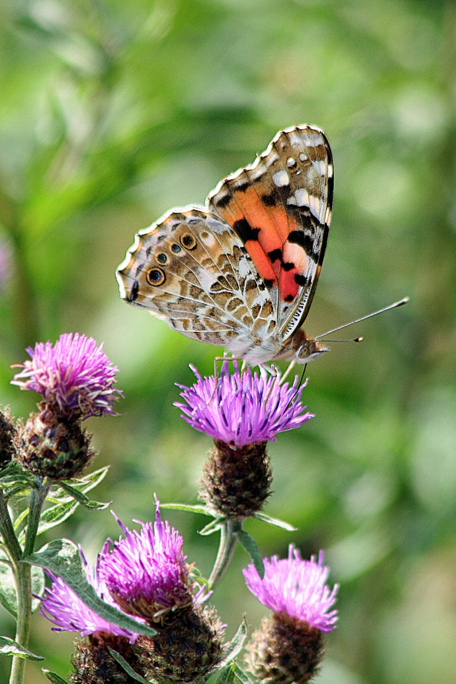 Canon EOS 350D (EOS Digital Rebel XT / EOS Kiss Digital N) sample photo. Butterfly, macro, insect photography