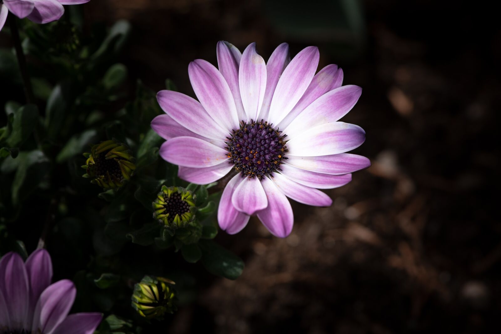 Nikon D750 sample photo. Cape daisy, flower, flora photography