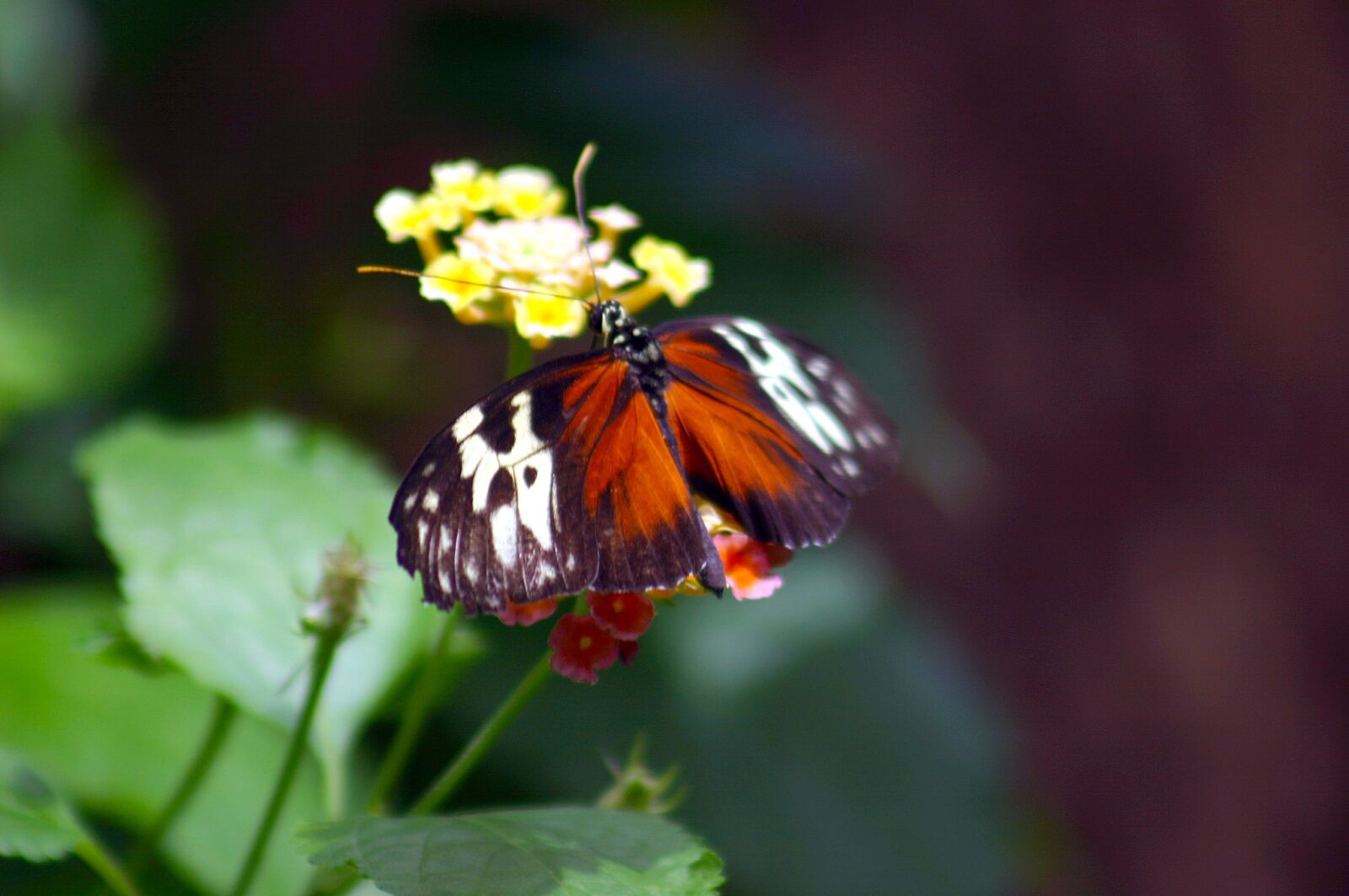 Canon EOS 300D (EOS Digital Rebel / EOS Kiss Digital) sample photo. Butterfly, transform, monarch photography