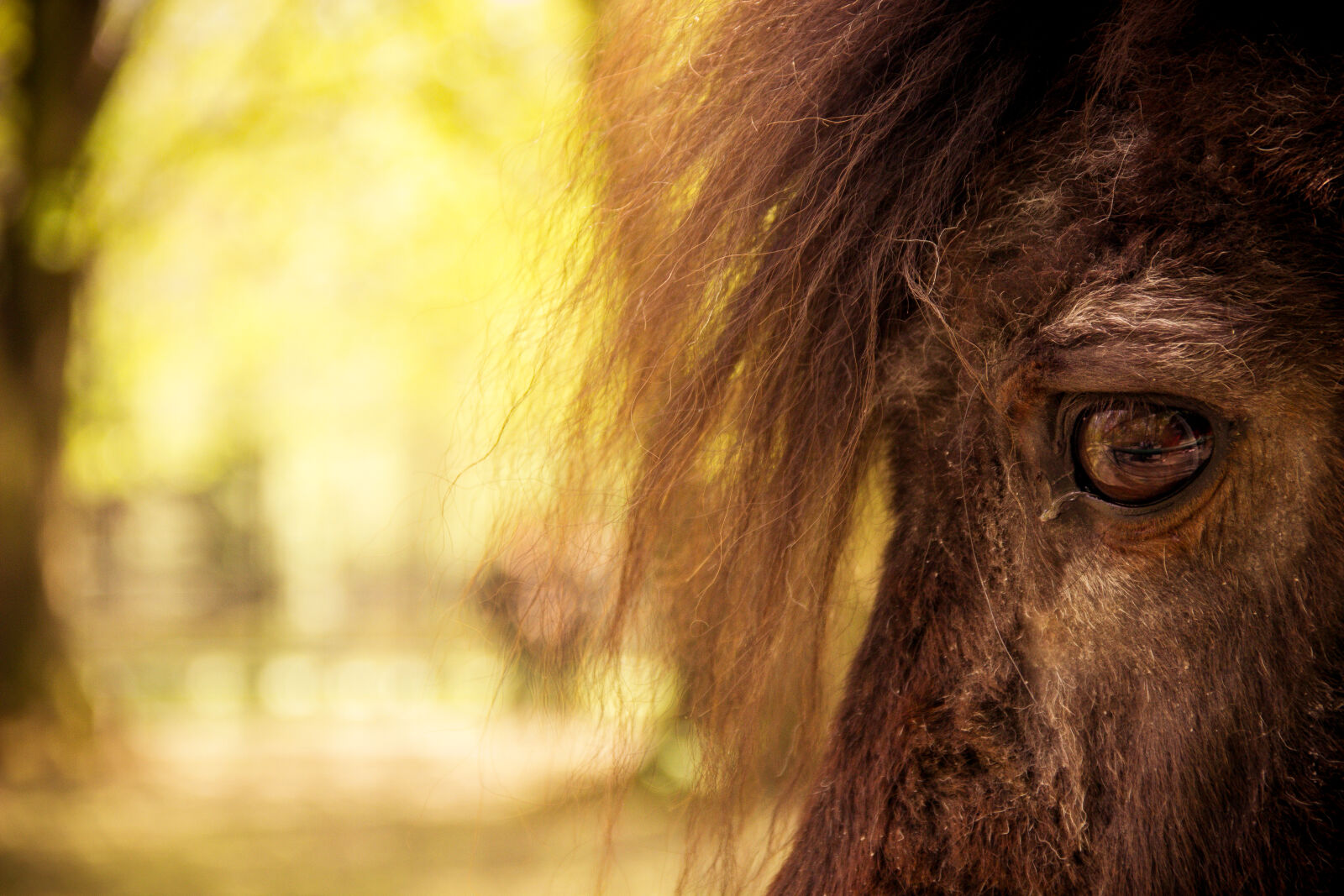 Canon EF-S 18-135mm F3.5-5.6 IS sample photo. Brown, horse photography