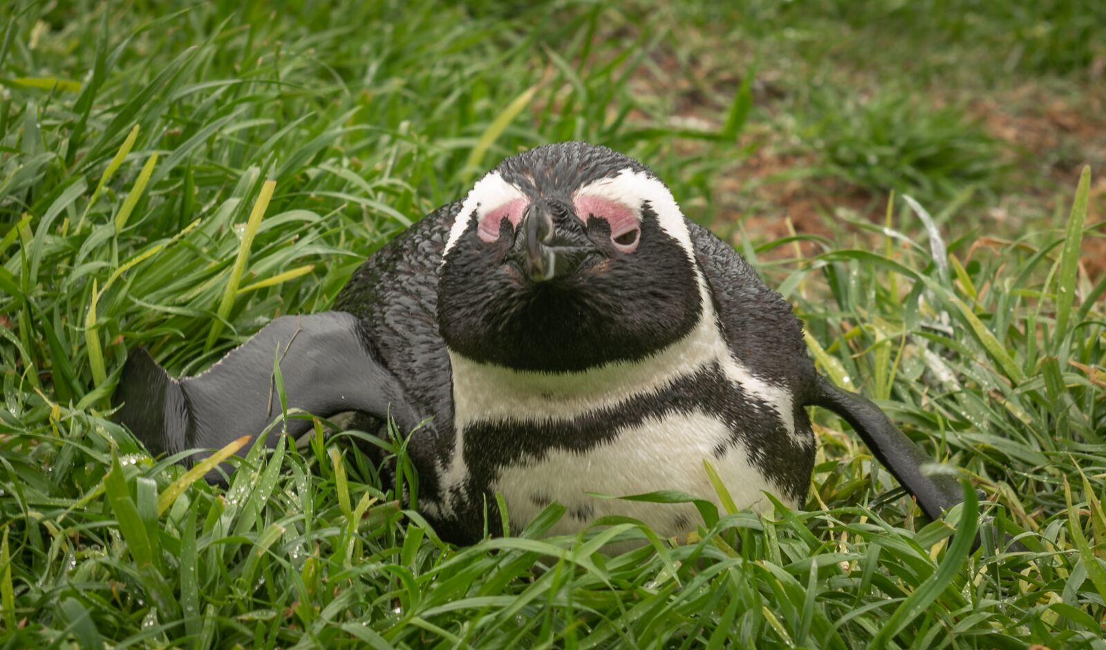 Nikon D750 sample photo. Penguin, donkey penguin, south photography