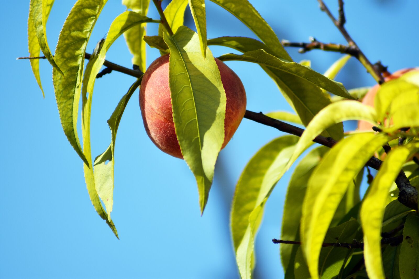 Nikon D3400 sample photo. Peach, wood, fruit photography