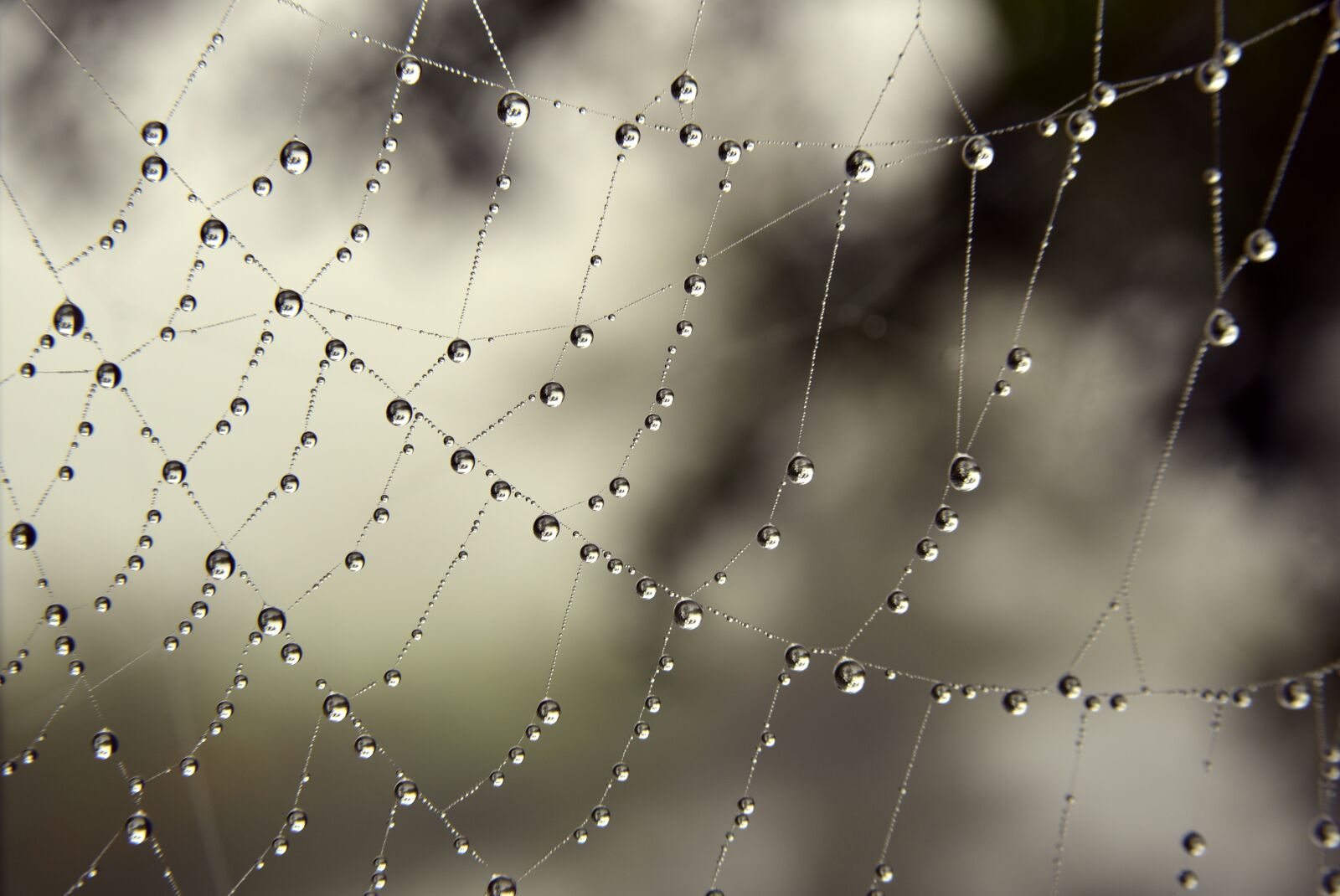 Nikon D750 sample photo. Cobweb, drip, dewdrop photography