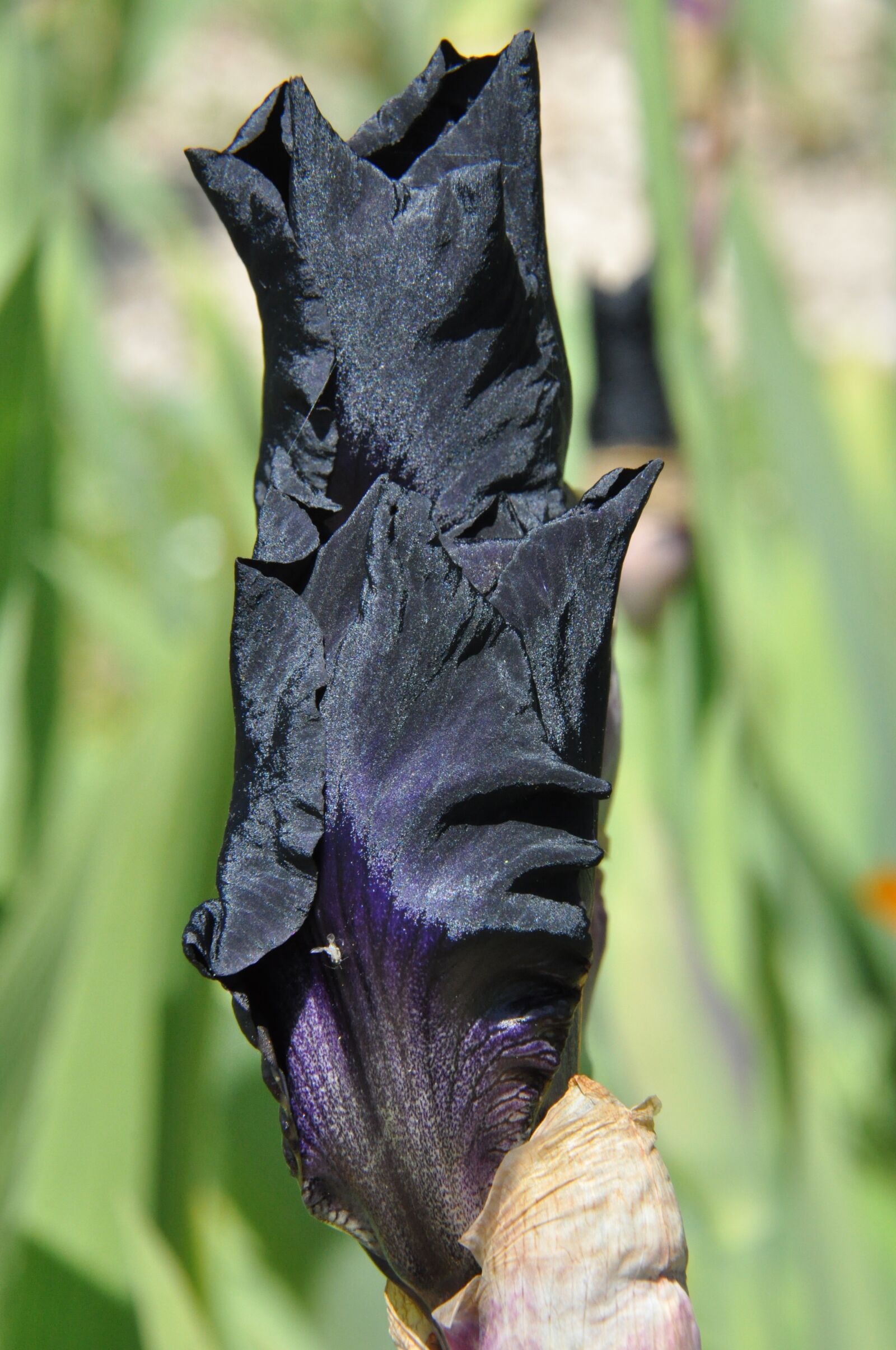 Nikon D90 sample photo. Iris, black, flower photography