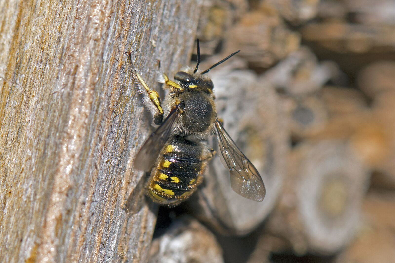 Nikon D500 sample photo. Wool bee, garden wool photography