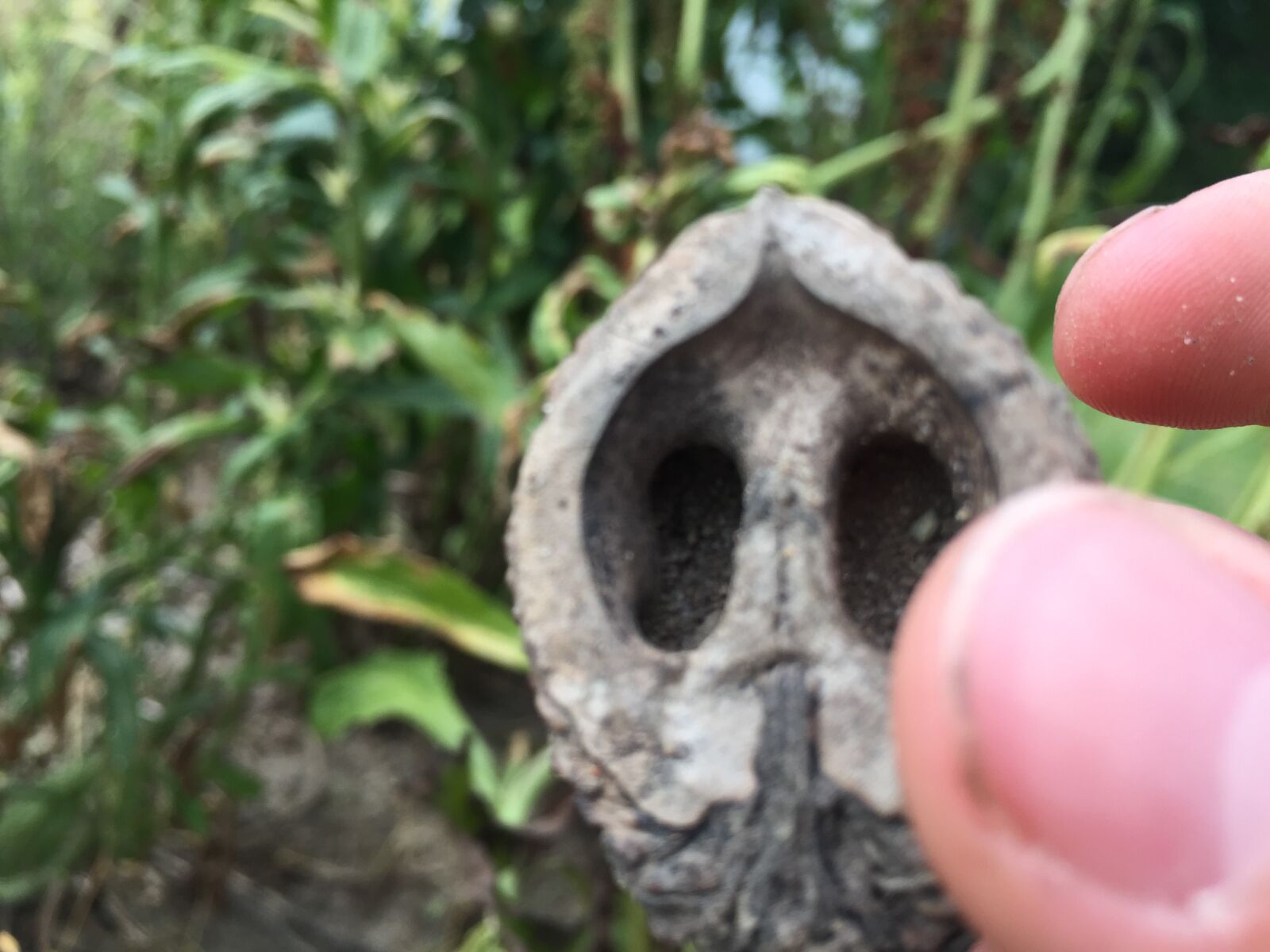 iPhone 6 back camera 4.15mm f/2.2 sample photo. Finger, nut, noise photography