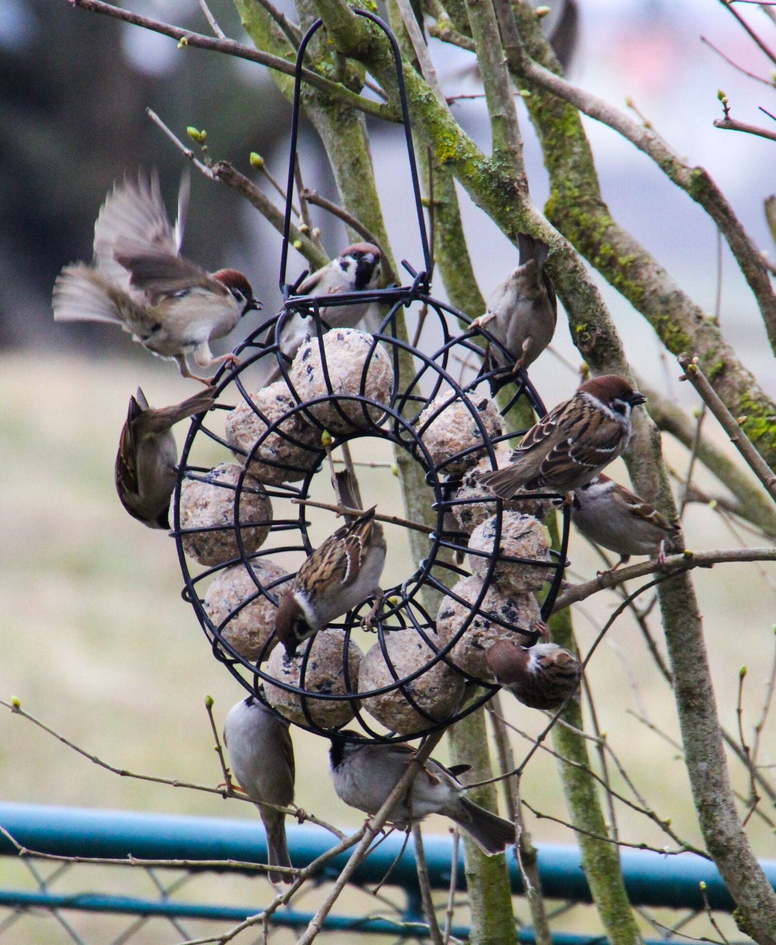 Canon EOS 60D sample photo. Sparrows, birds, nature photography