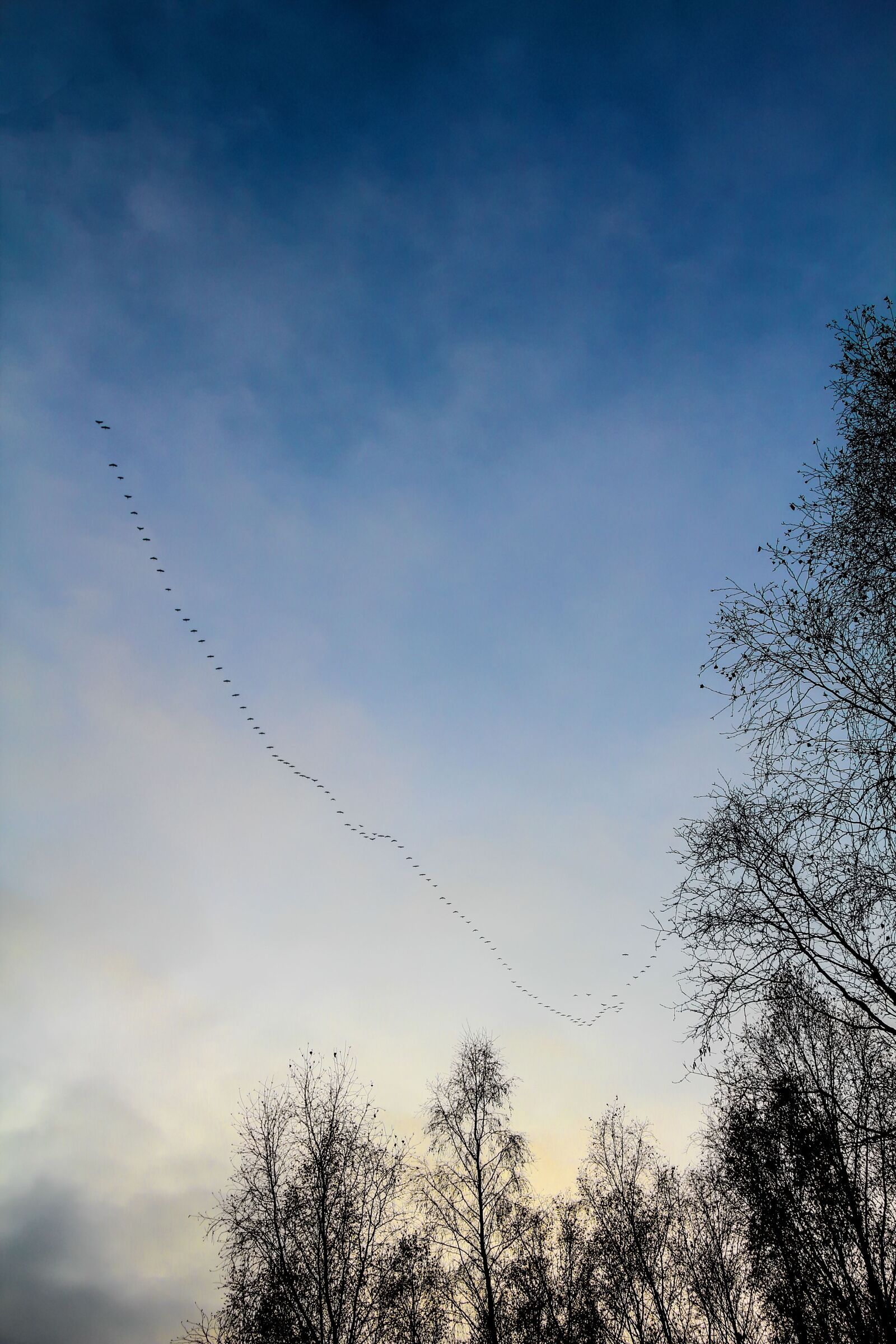 Canon EOS 60D sample photo. Migratory birds, sky, flock photography
