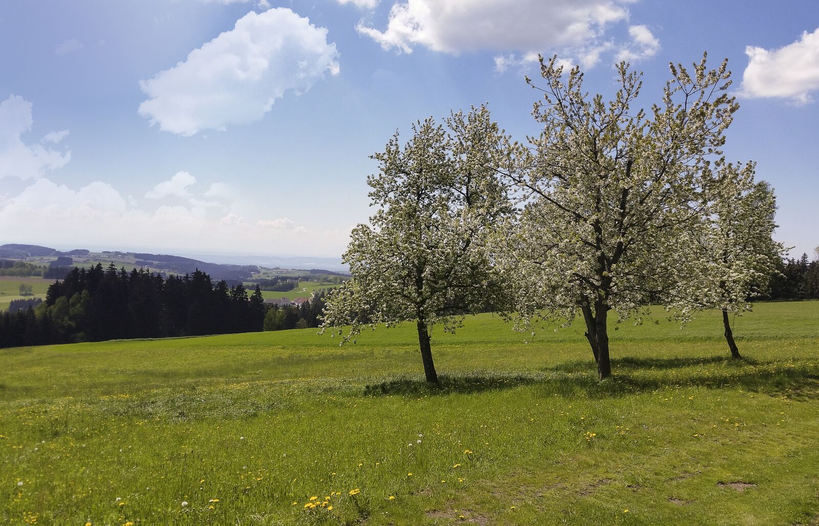 Samsung Galaxy S5 sample photo. Landscape, spring, tree photography
