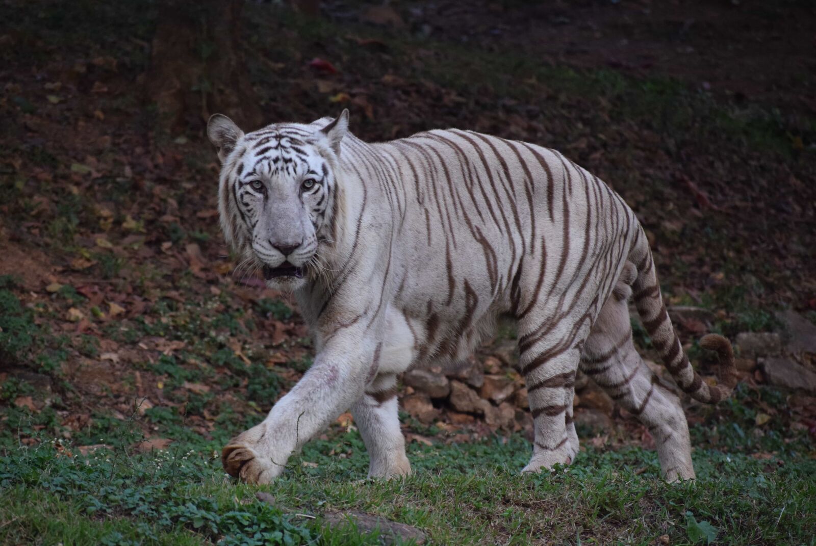 Nikon AF-P DX Nikkor 70-300mm F4.5-6.3G VR sample photo. Albino, bengal, tiger, wildlife photography