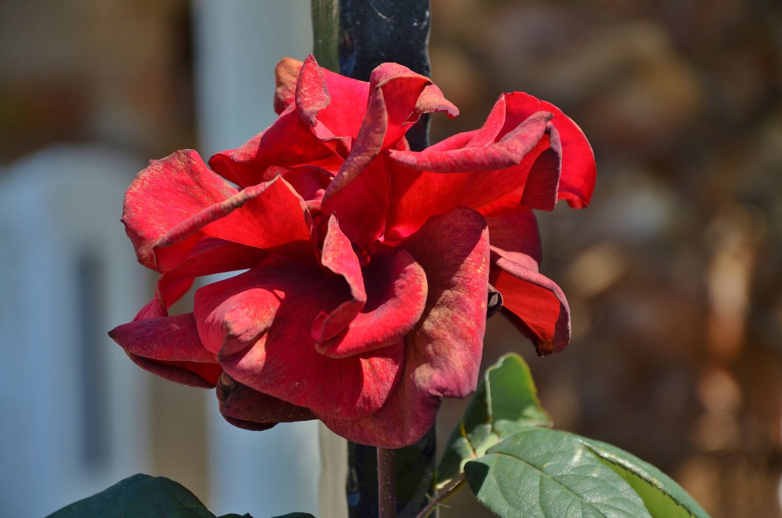 Nikon D7000 sample photo. Rose, flower, blossom photography
