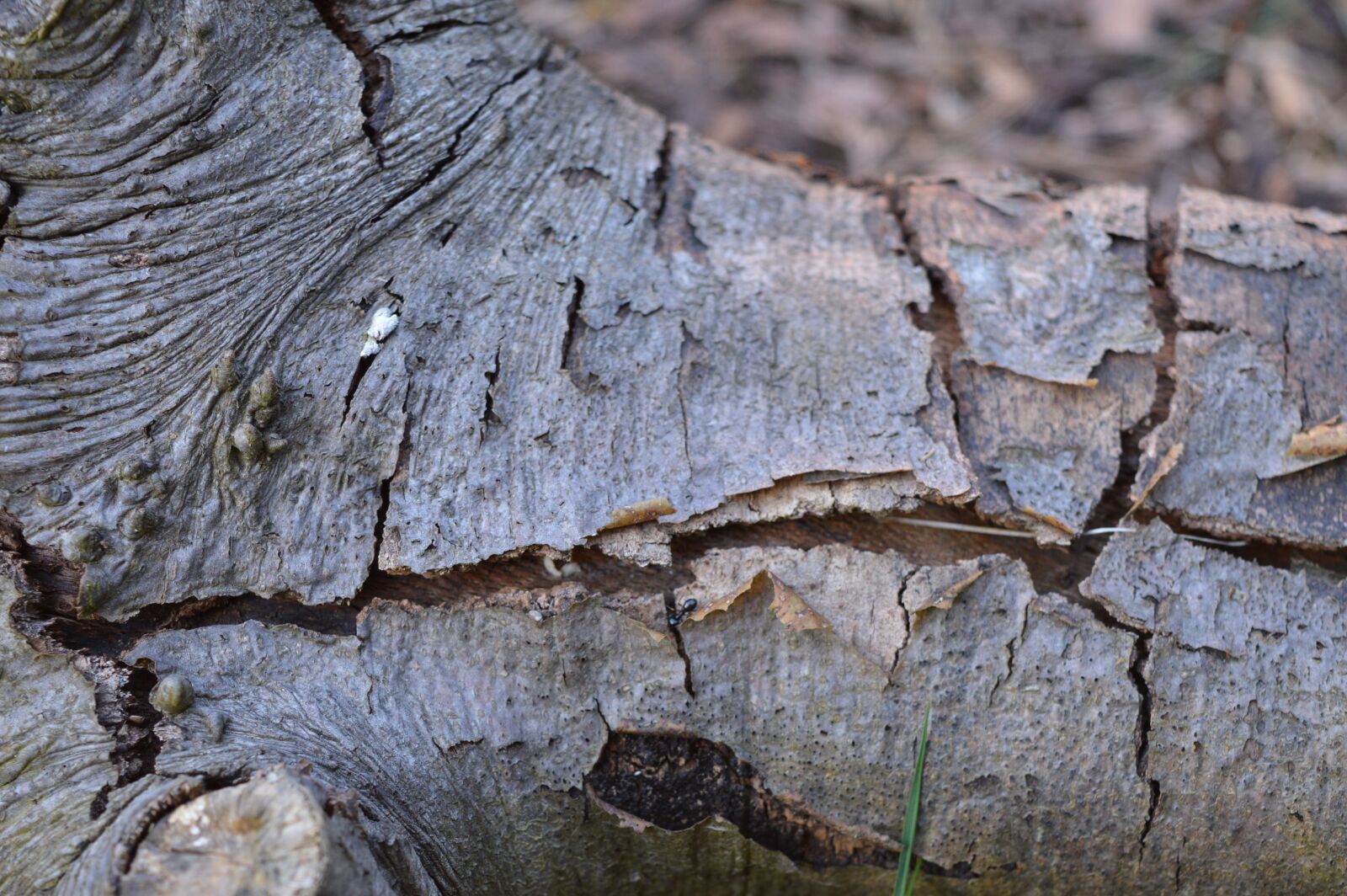 Nikon D3200 sample photo. Nature, tree, wood photography