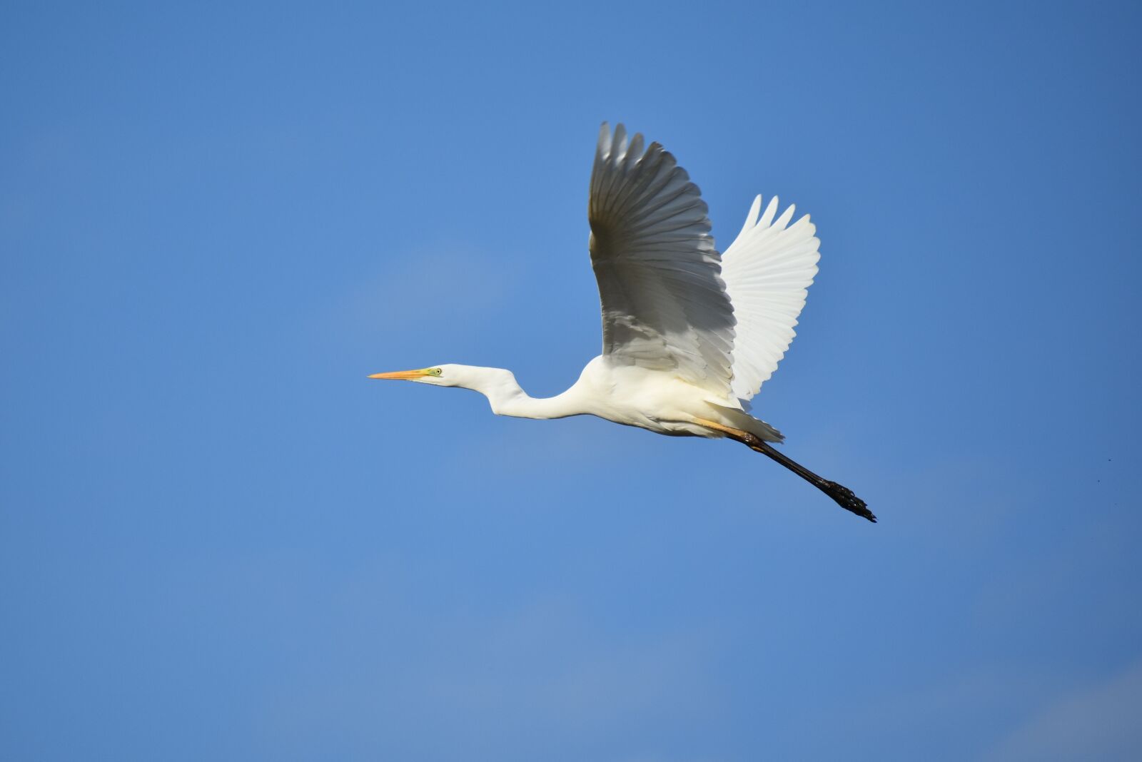 Nikon D7200 sample photo. Animal, sky, bird photography