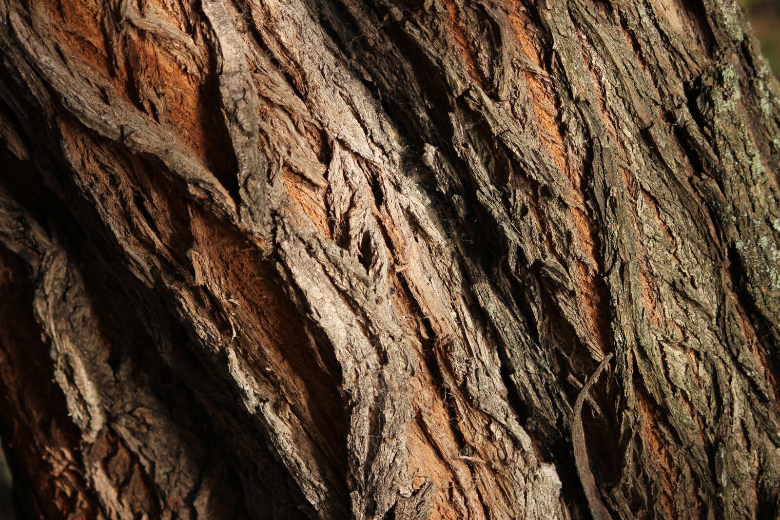 Canon EOS 600D (Rebel EOS T3i / EOS Kiss X5) + Canon EF-S 55-250mm F4-5.6 IS II sample photo. Wood, bark, texture photography