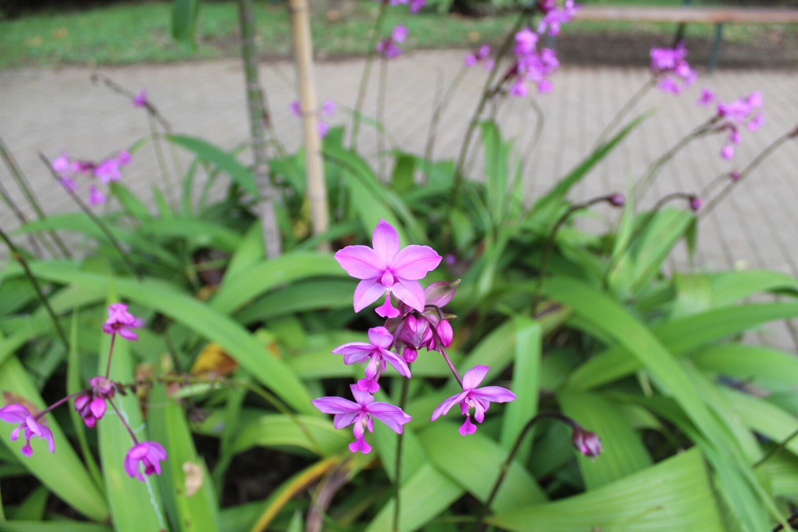 Canon EOS 1300D (EOS Rebel T6 / EOS Kiss X80) sample photo. Flower, purple photography