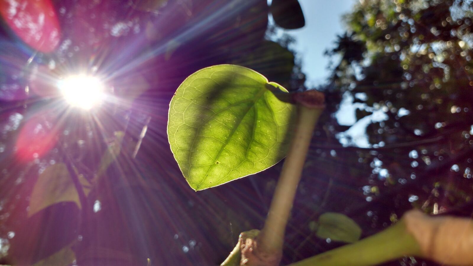 Motorola MotoG3 sample photo. Blue, flowers, leaves, sun photography