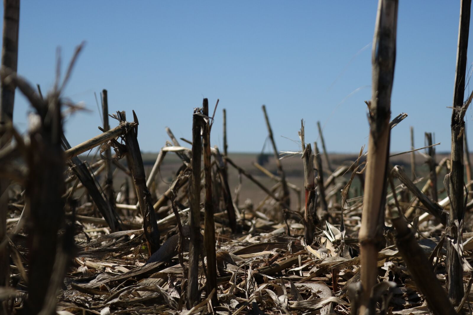 Canon EOS 750D (EOS Rebel T6i / EOS Kiss X8i) sample photo. Corn harvested, crop, the photography