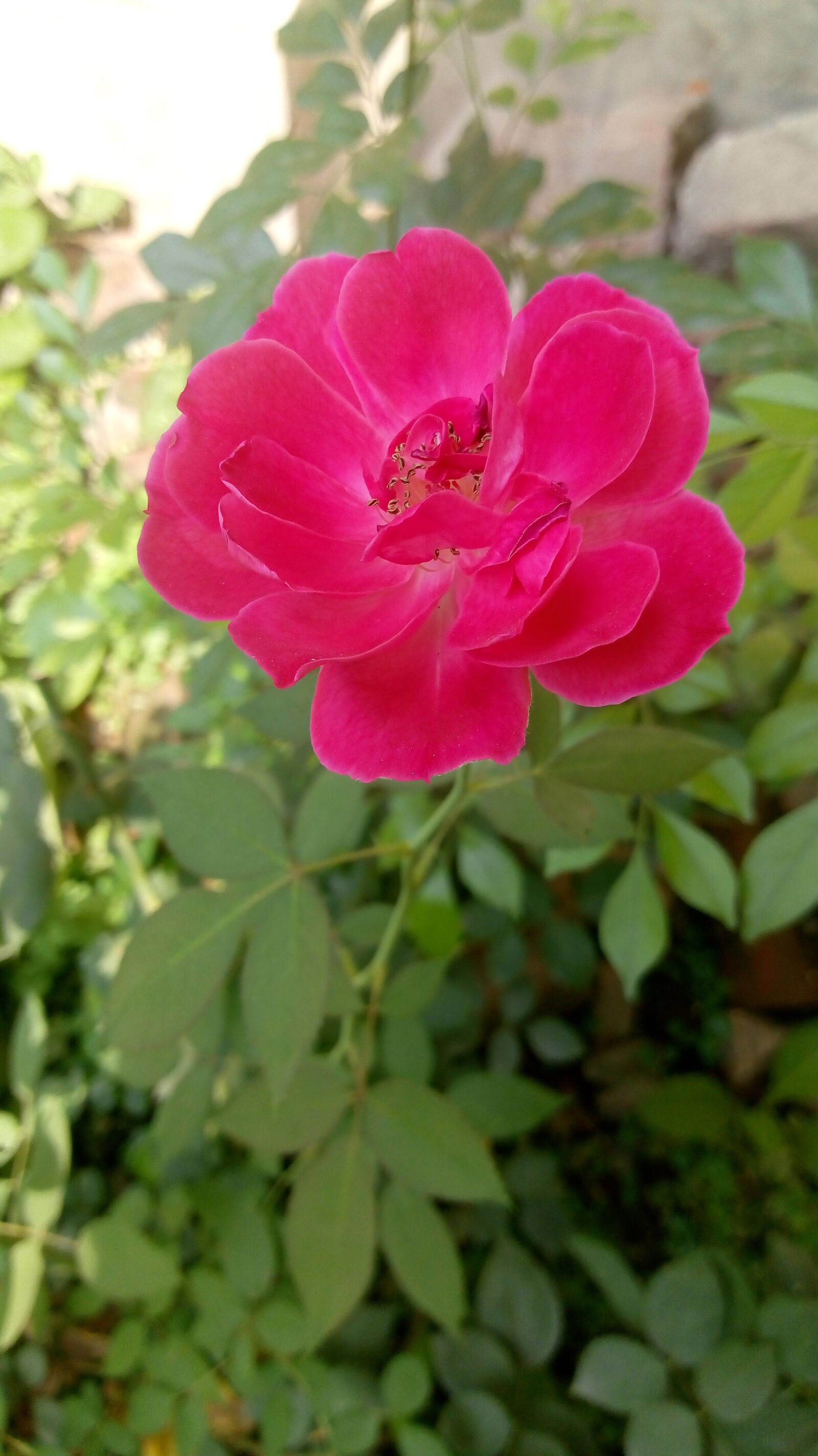 Motorola Moto E (4) Plus sample photo. Flower, rose, nature photography