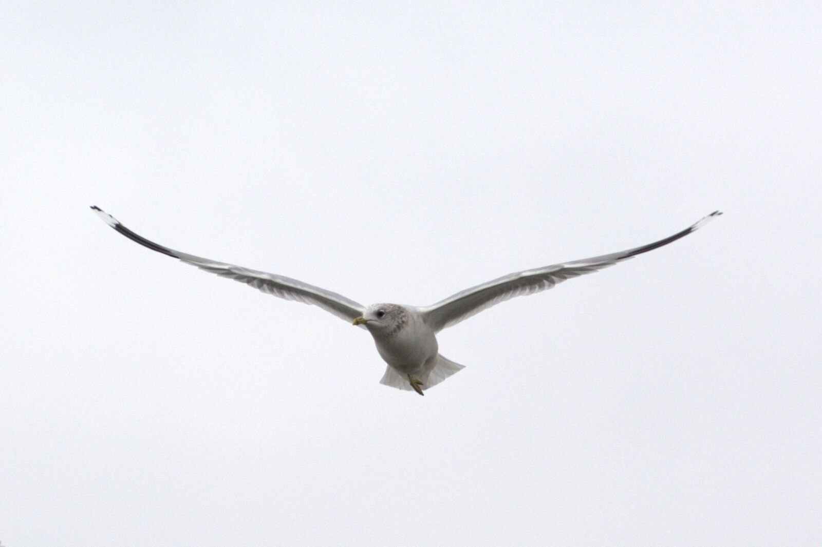 Nikon D5200 sample photo. Herring gull, seagull, larus photography