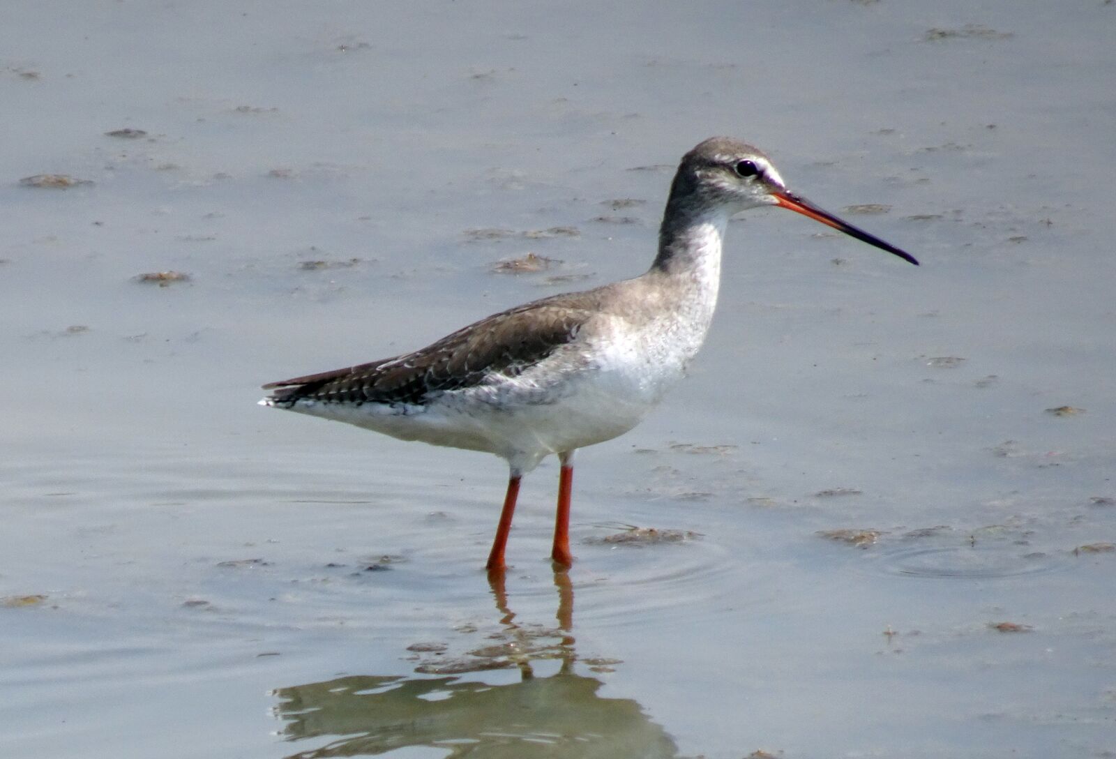 Sony Cyber-shot DSC-HX90V sample photo. Bird, wader, spotted redshank photography