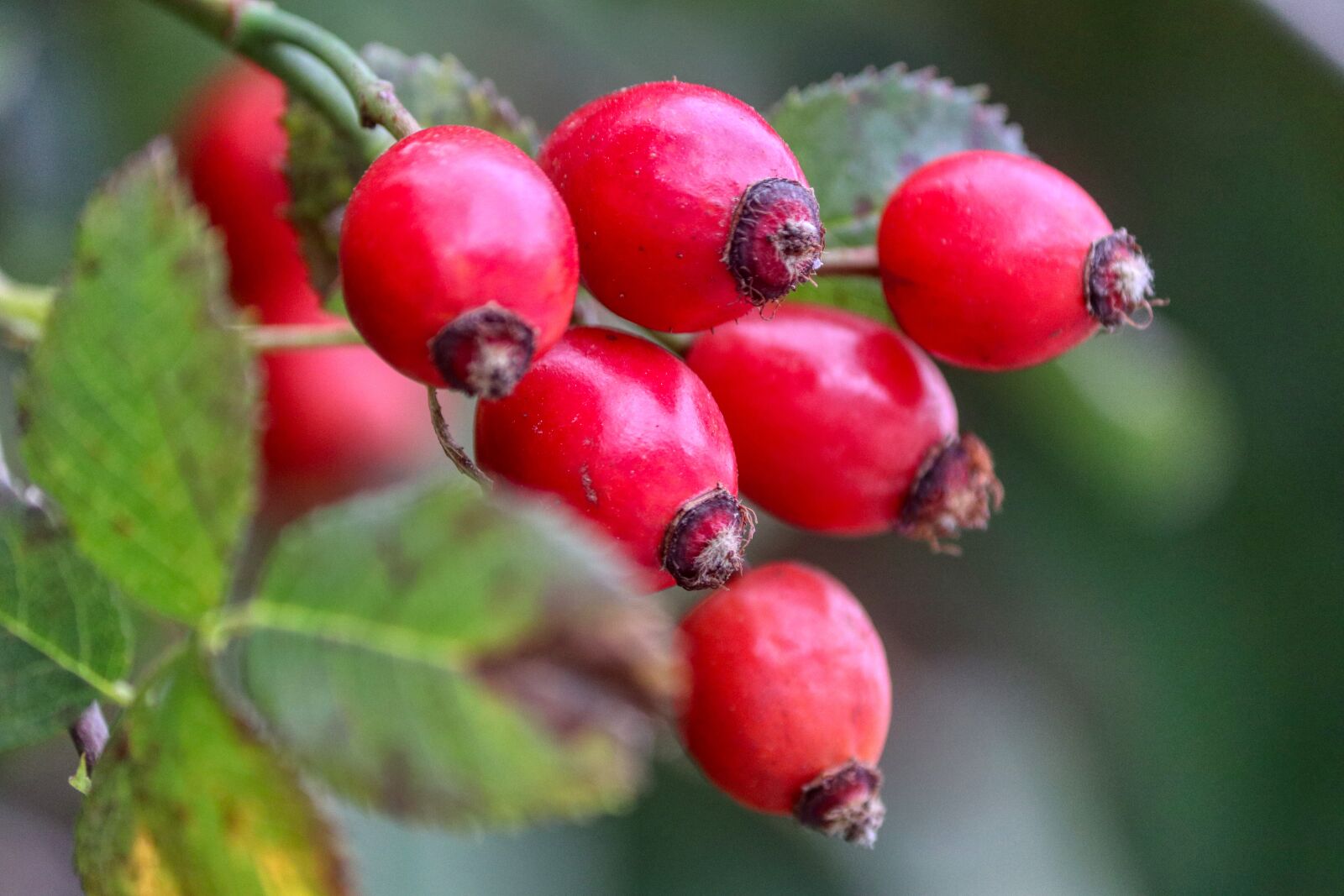 Canon EOS 80D sample photo. Rose hip, tee, plant photography