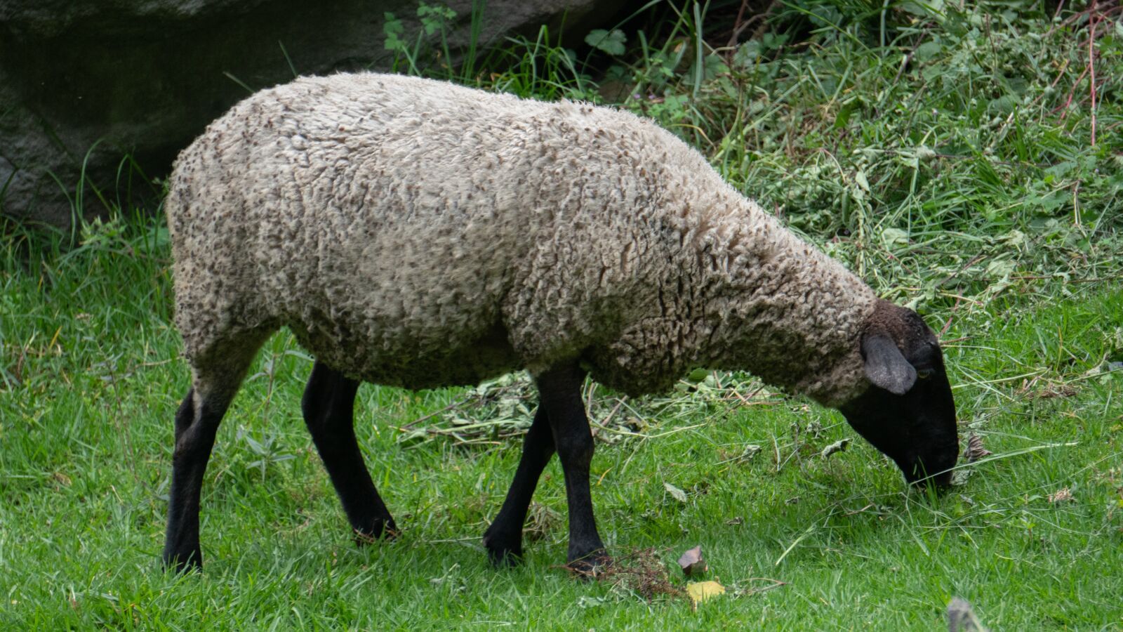 E 55-210mm F4.5-6.3 OSS sample photo. "Lamb, sheep, wool" photography