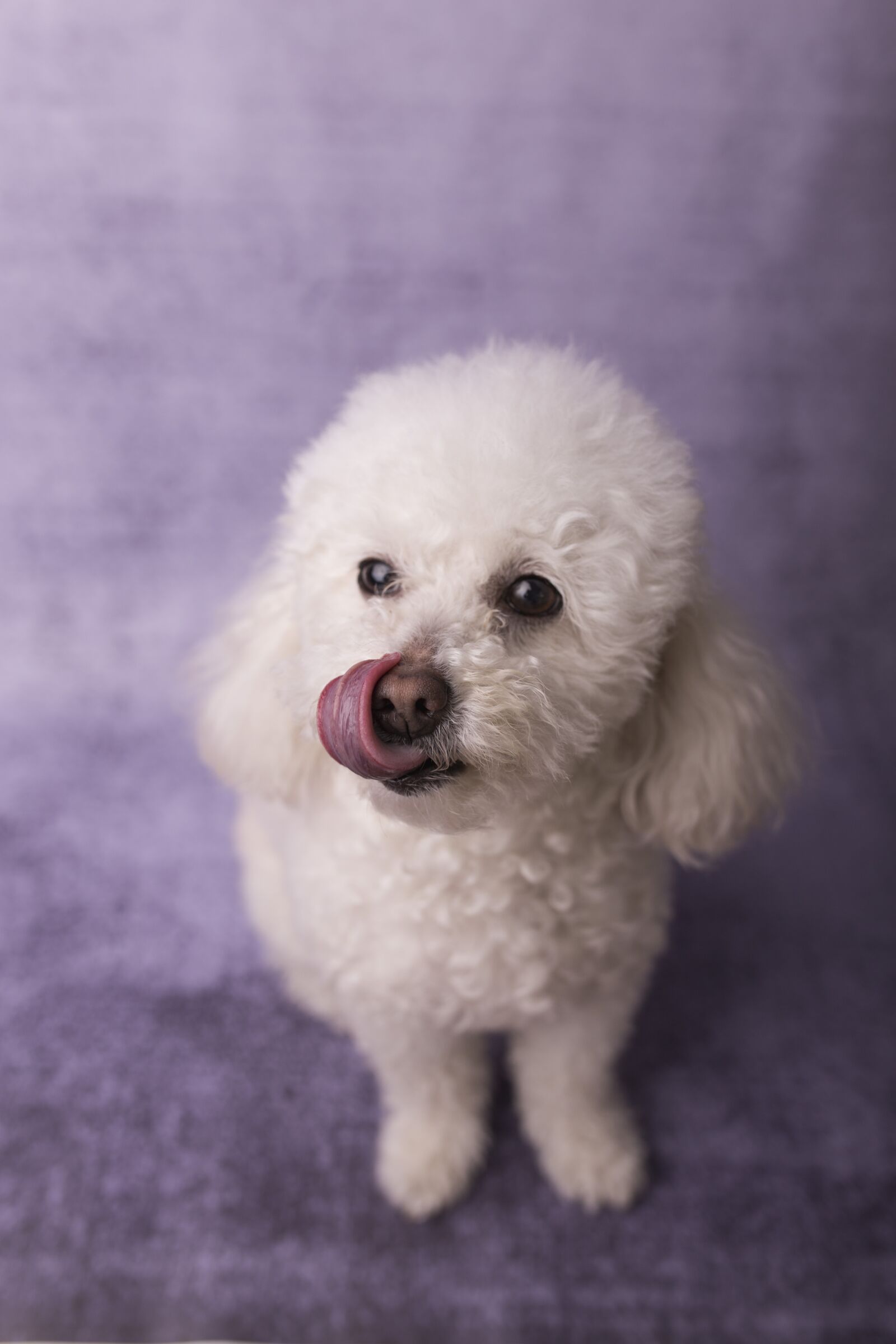 Canon EOS 6D sample photo. Dog, perro, caniche photography