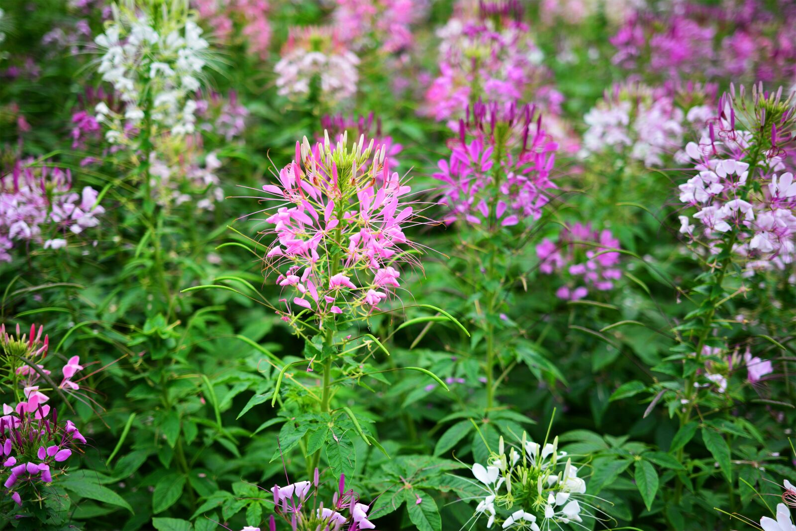 Nikon D7100 sample photo. Gynandropsis gynandra, wind contact photography