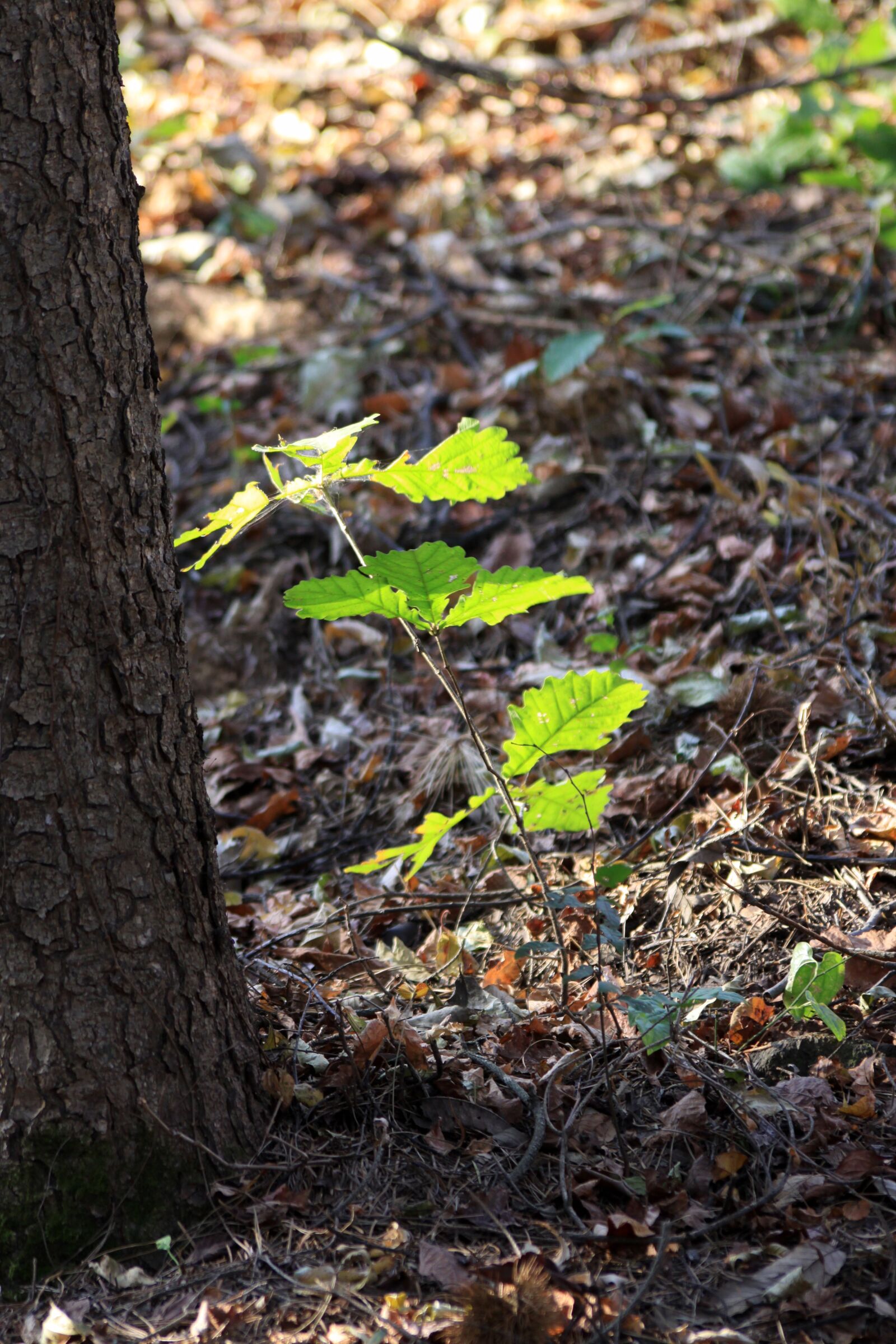 Canon EOS 50D sample photo. Wood, bud, plants photography