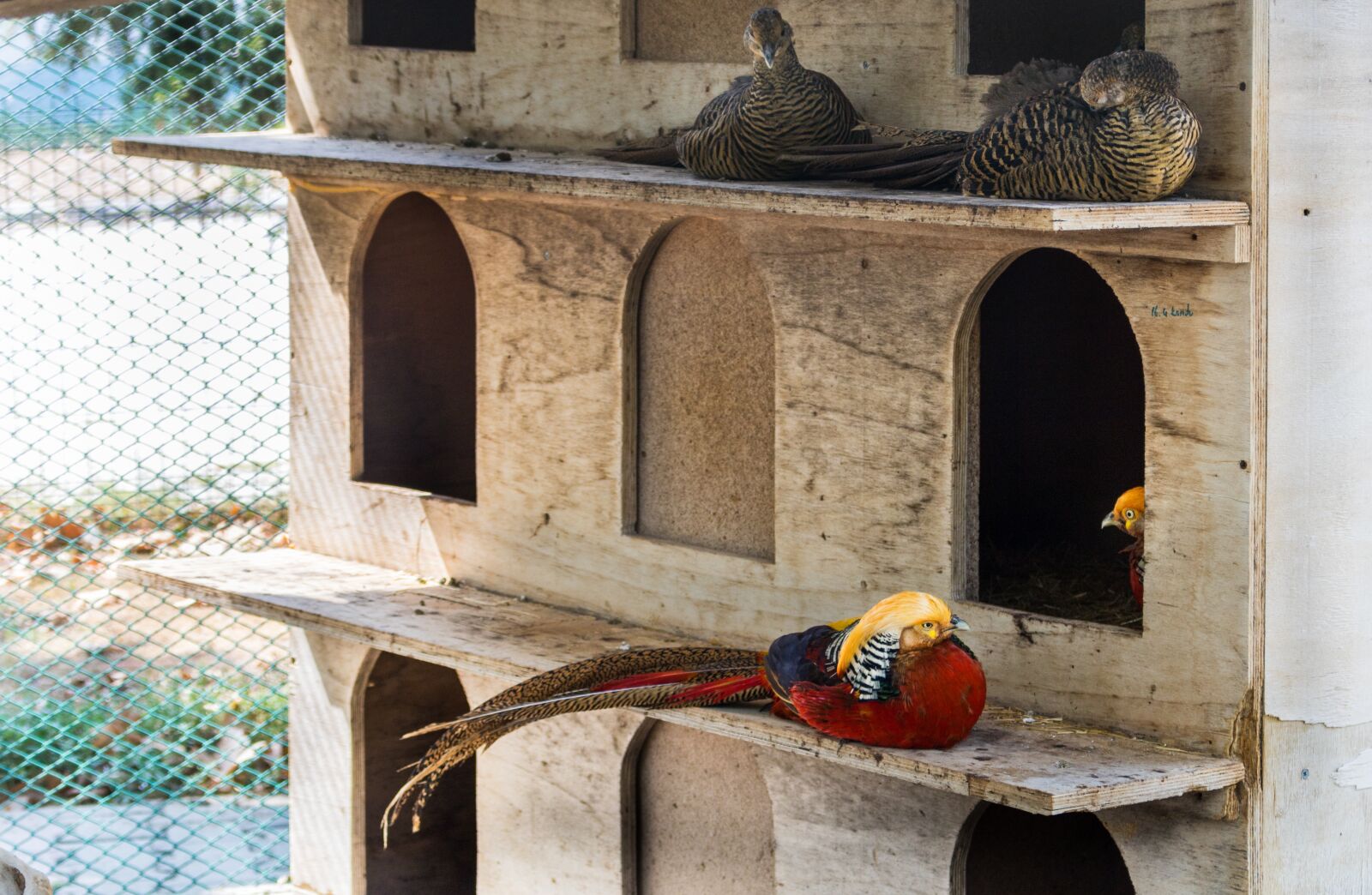 Canon EOS 760D (EOS Rebel T6s / EOS 8000D) + Canon EF-S 18-55mm F3.5-5.6 IS STM sample photo. Pheasant, bird, zoo photography