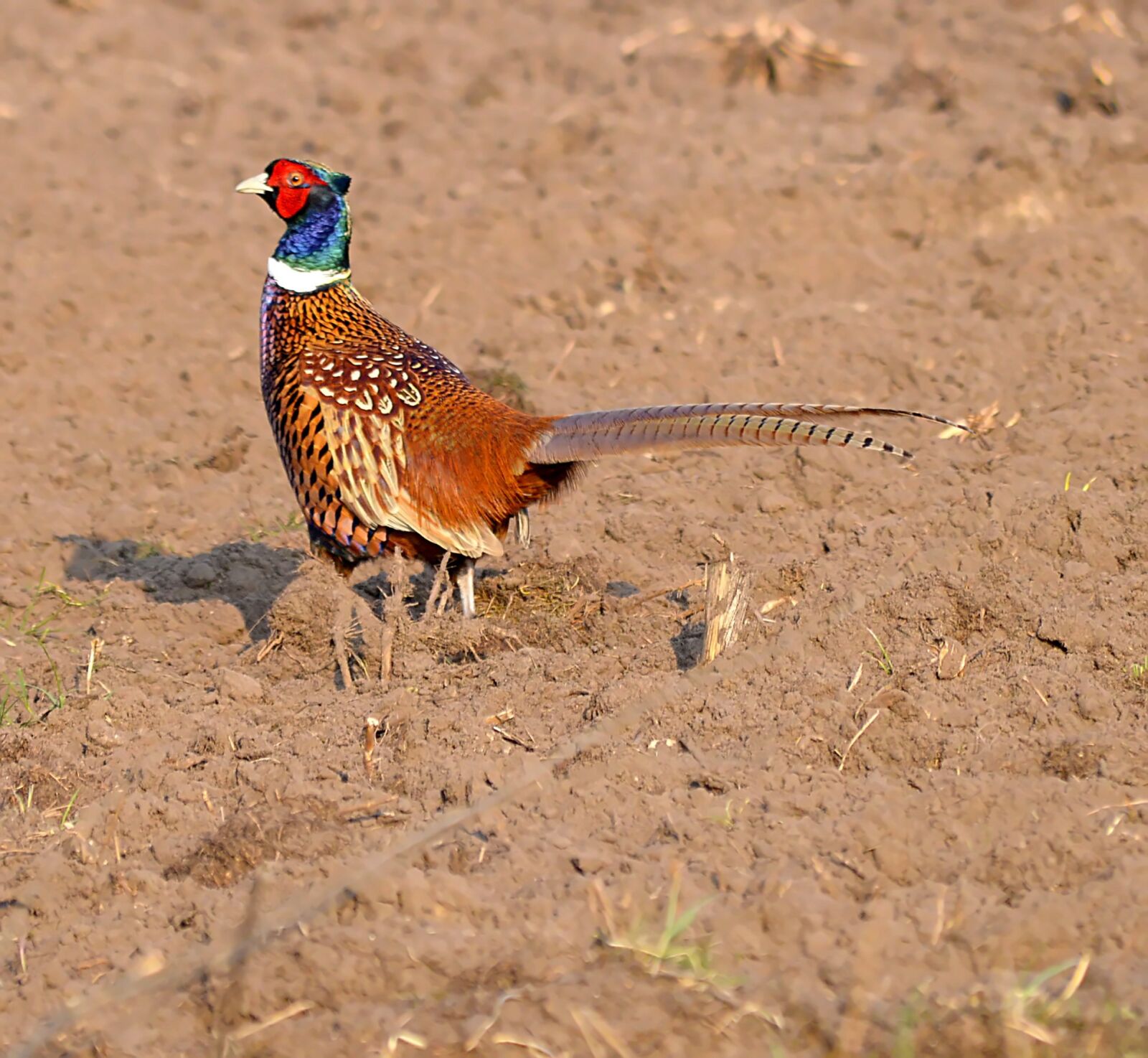 Nikon D3200 sample photo. Hunting pheasant, colorful, gorgeous photography