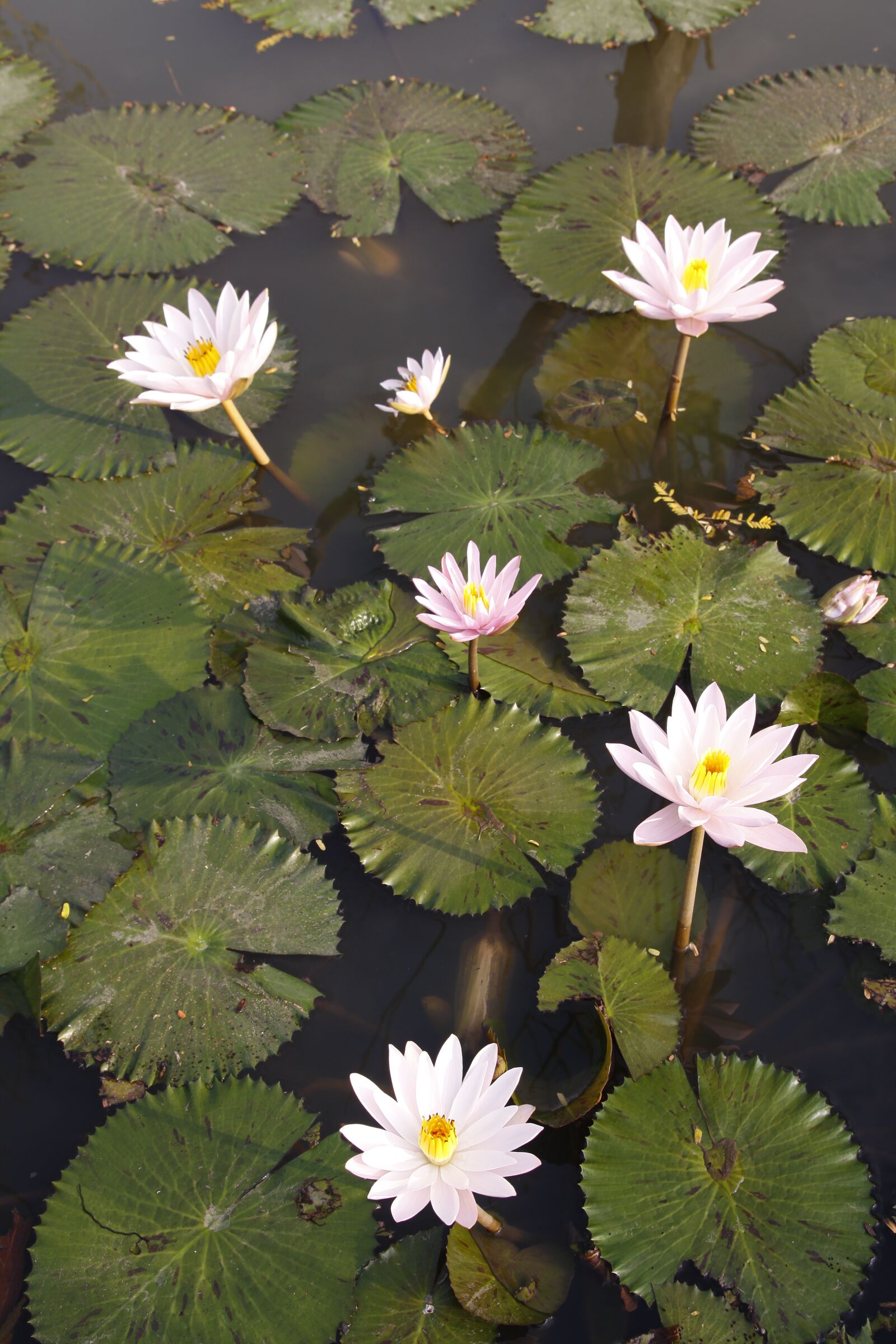 Canon EOS 50D sample photo. Water lily, pink, pond photography