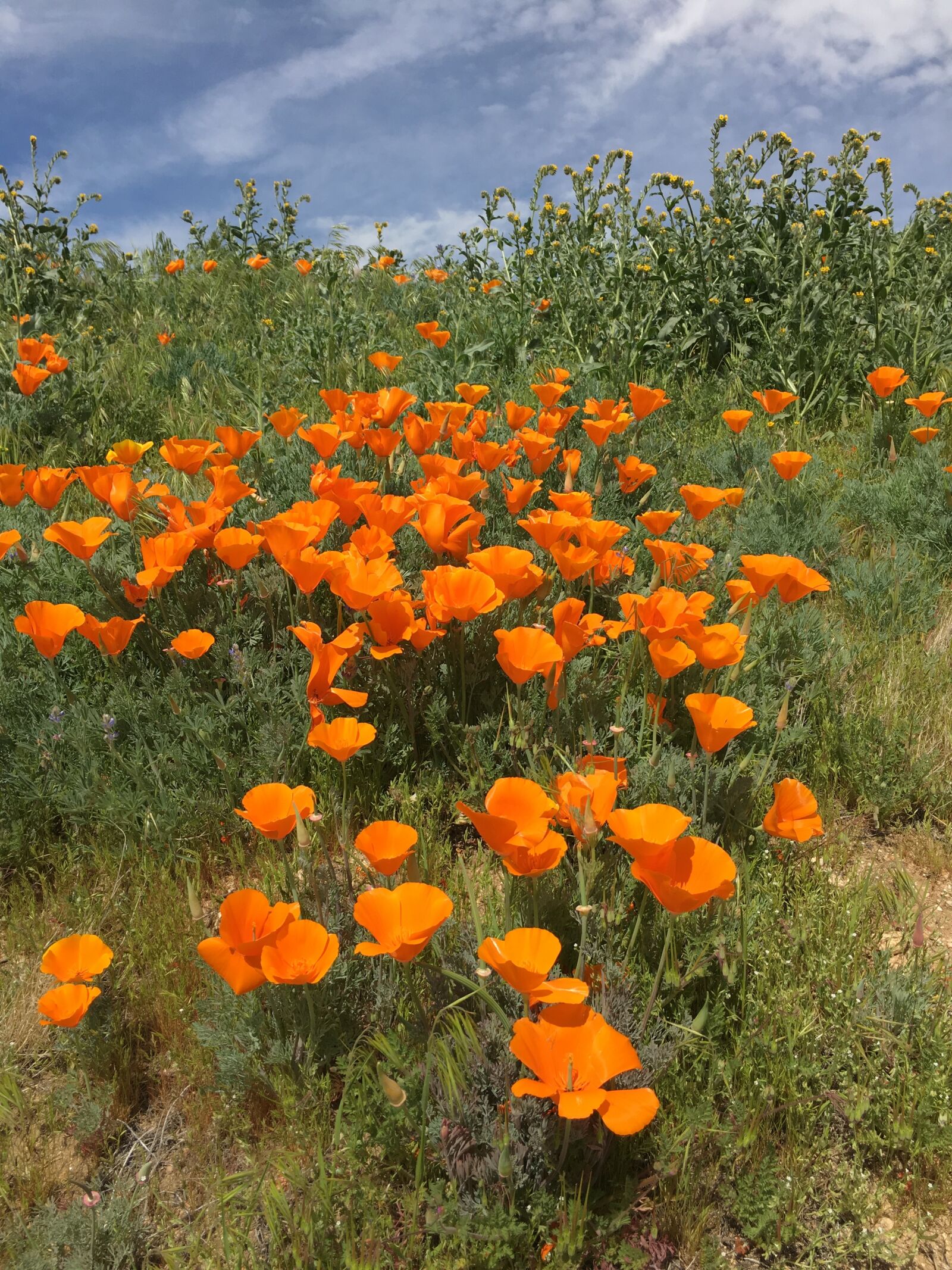Apple iPhone 6s sample photo. Poppy, flowers, field photography