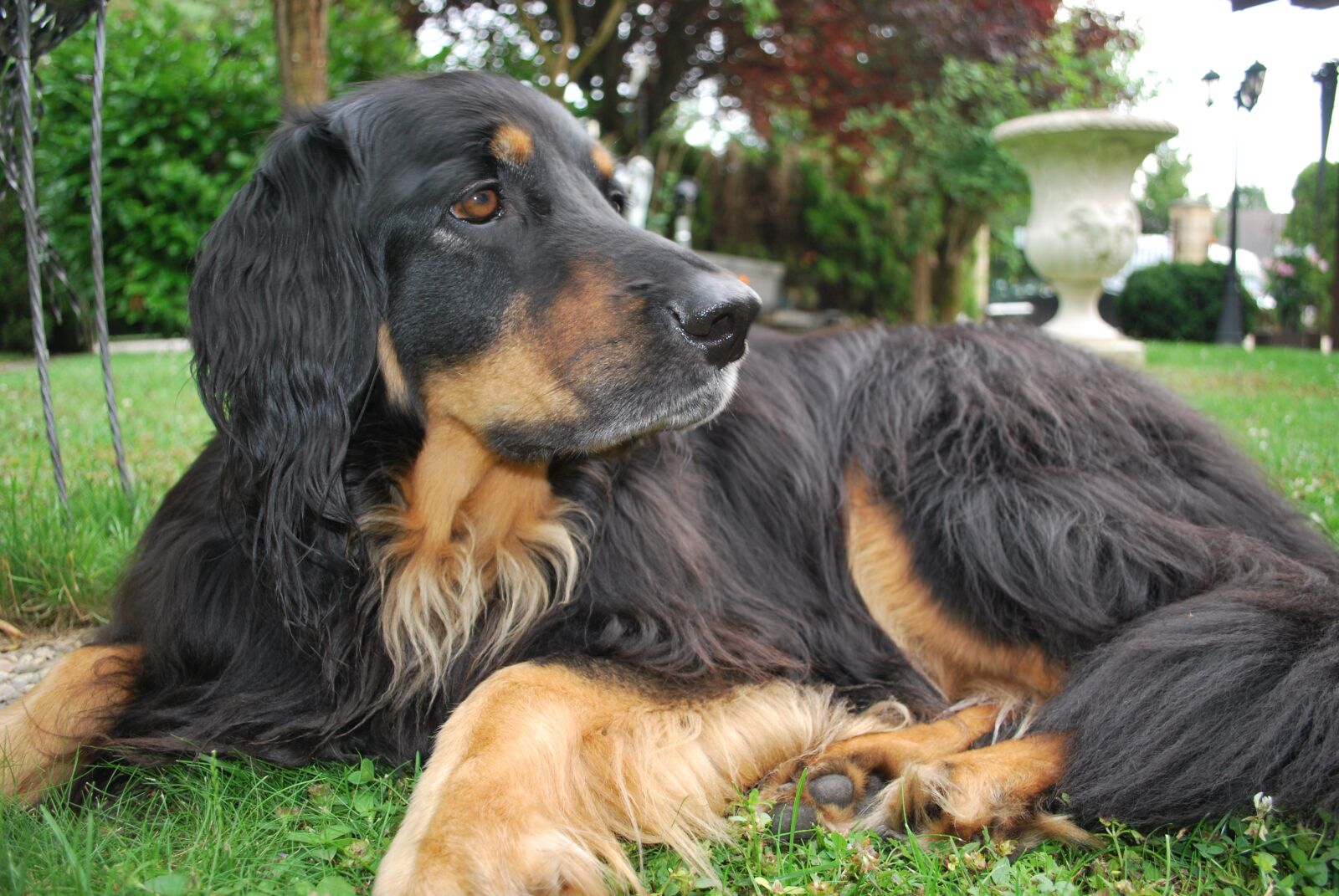Nikon D60 sample photo. Hovawart, dog, purebred dog photography