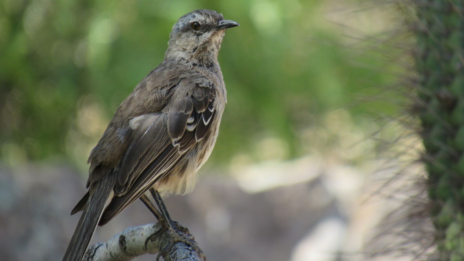 Canon PowerShot SX530 HS sample photo. Tench, ave, bird photography