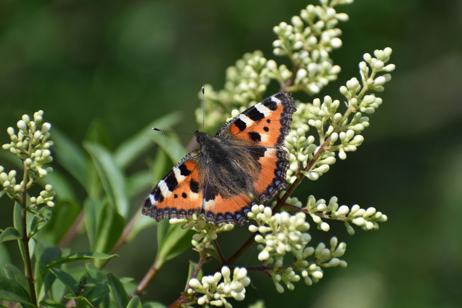 Nikon D3500 sample photo. Butterfly, little fox, insect photography