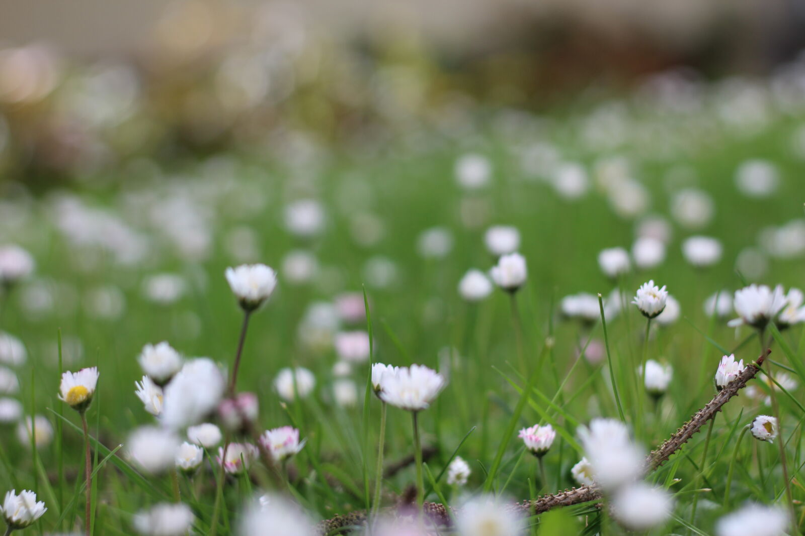 Canon EF 50mm F1.8 STM sample photo. Close, up, flowers, grass photography