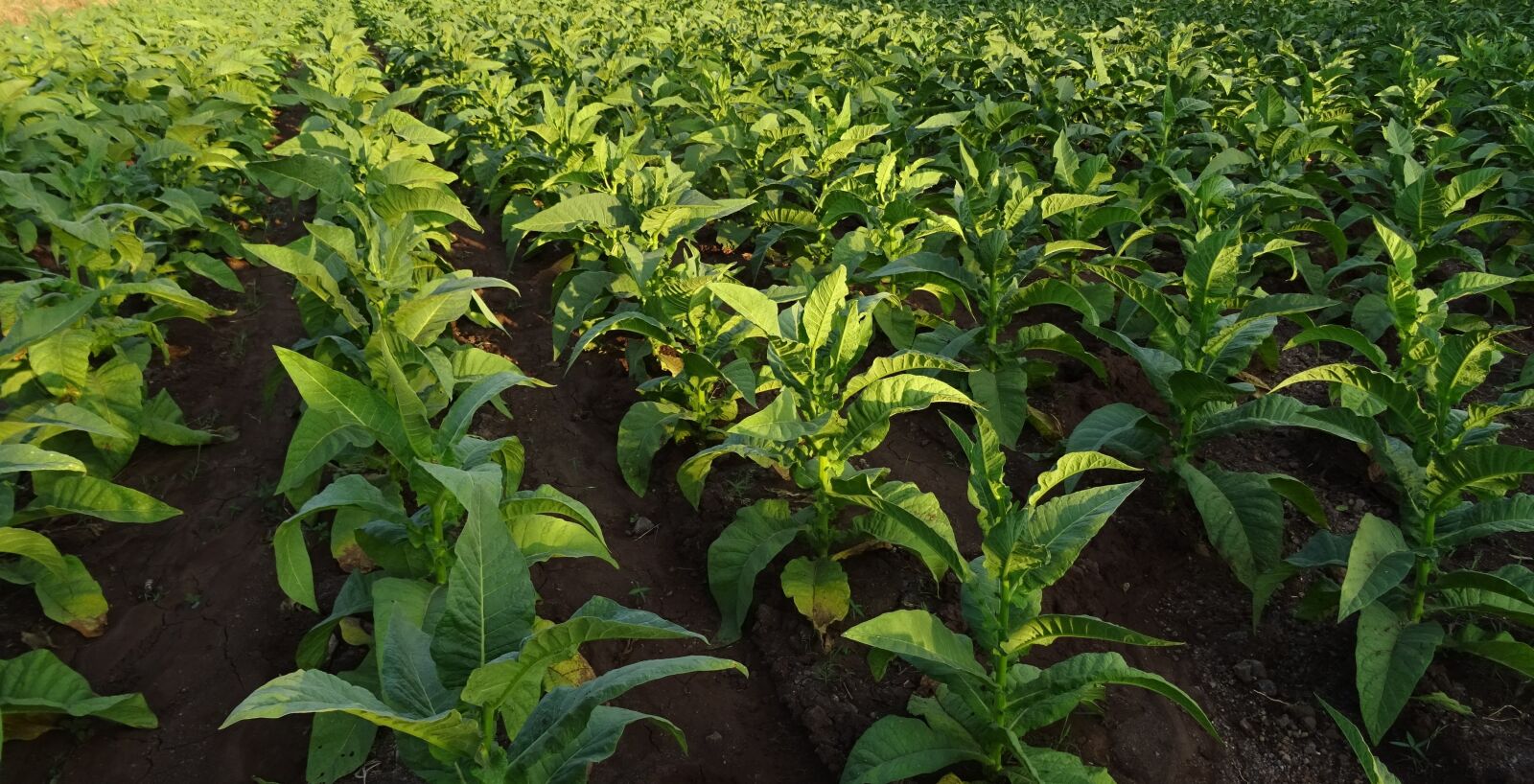 Sony DSC-HX60V sample photo. Tobacco, nicotiana tabacum, leaves photography
