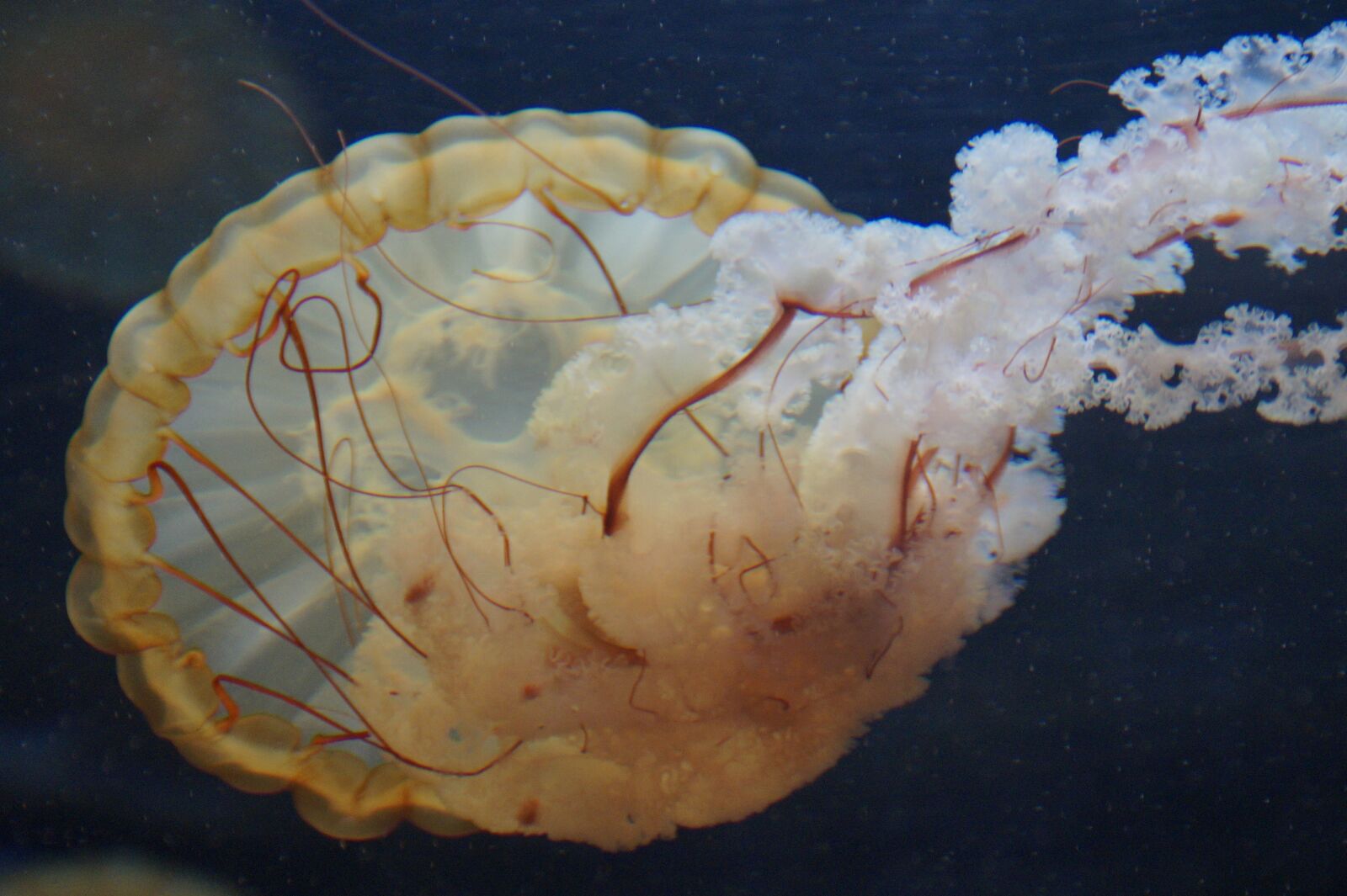 Sony SLT-A58 sample photo. Jellyfish, mollusk, fluorescent photography