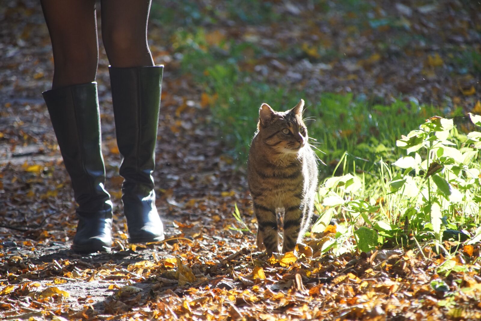 Sony SLT-A68 + Sony DT 18-200mm F3.5-6.3 sample photo. Cat, autumn, animal photography