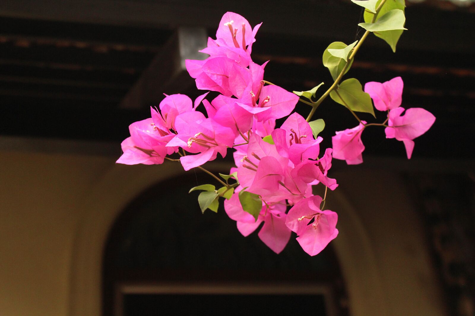Canon EOS 600D (Rebel EOS T3i / EOS Kiss X5) sample photo. Bougainvillea, pink, nature photography
