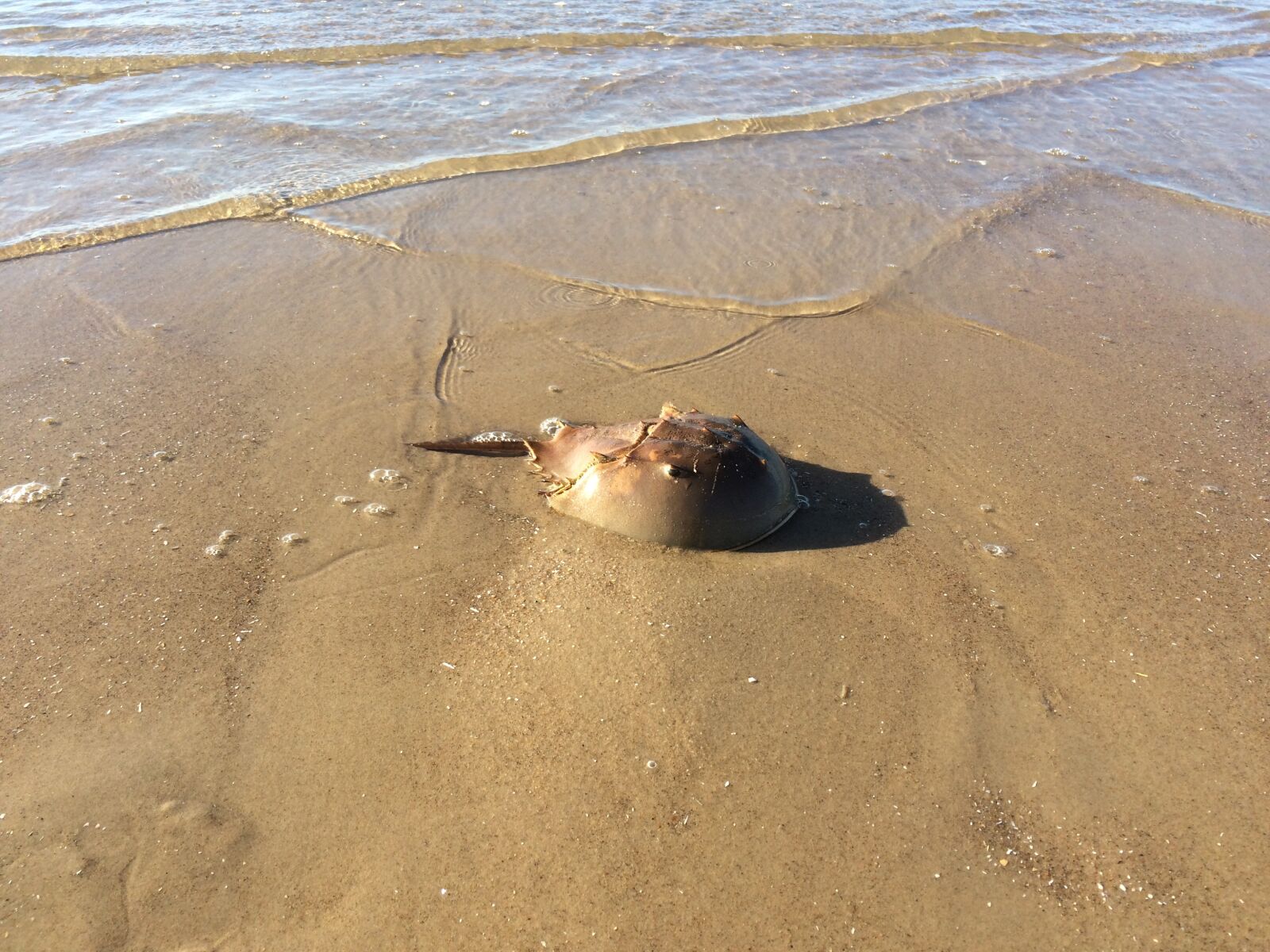 iPhone 5s back camera 4.15mm f/2.2 sample photo. Ocean, beach, crab photography