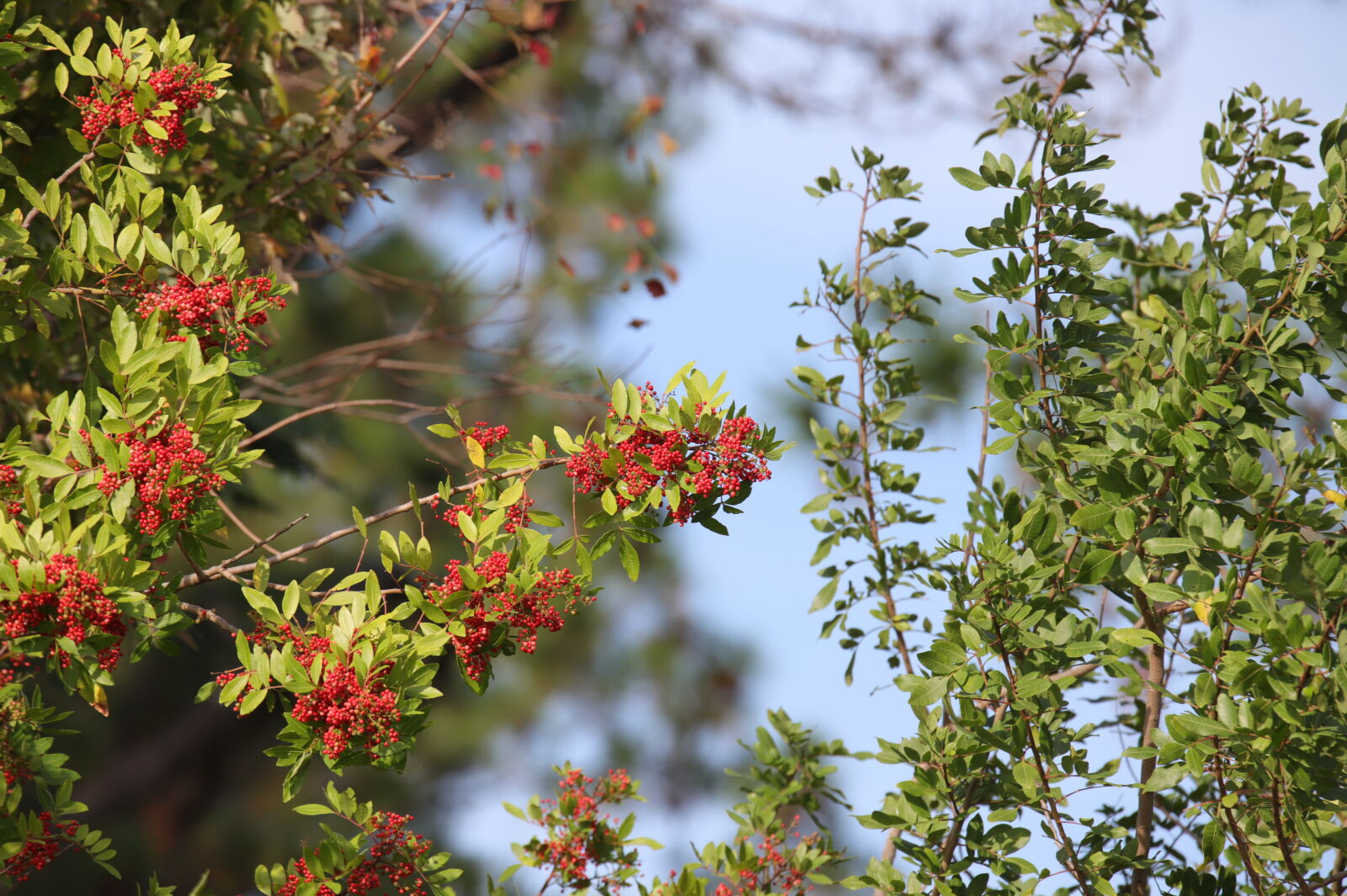 Canon EOS 6D Mark II sample photo