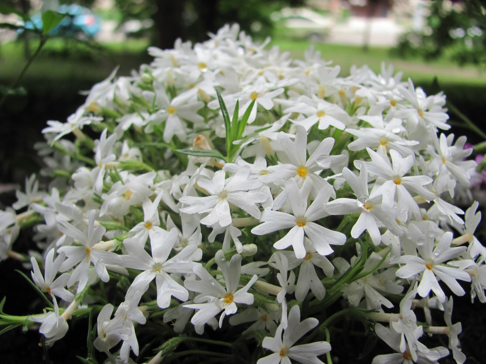 Canon PowerShot SX120 IS sample photo. Rock garden flower, white photography