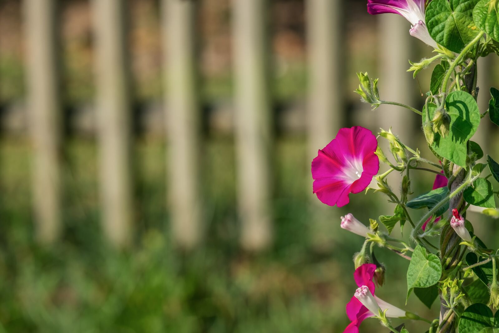 Fujifilm XF 55-200mm F3.5-4.8 R LM OIS sample photo. Superb thread, morning glory photography