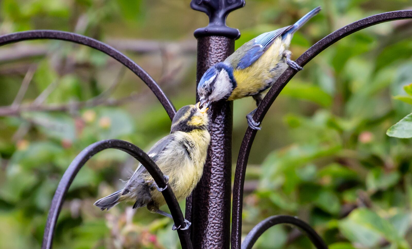 Canon EOS 5D Mark III sample photo. Fledgling blue tit, baby photography