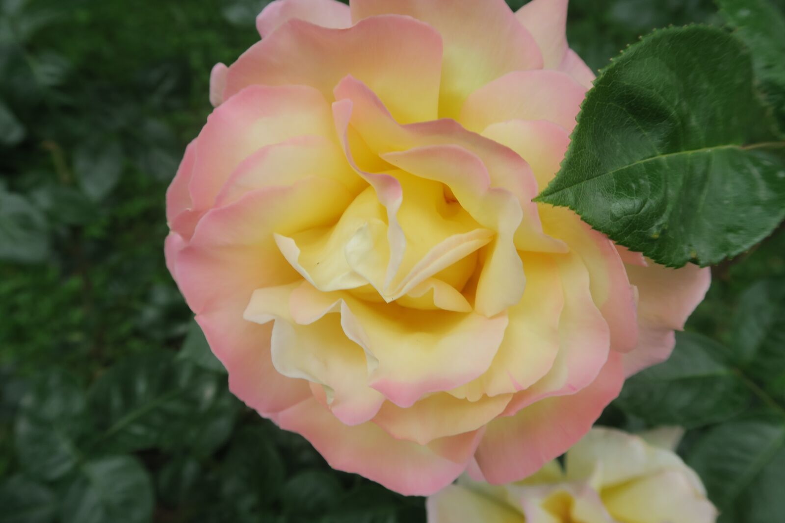 Canon PowerShot G7 X sample photo. Rose, spring, nature photography